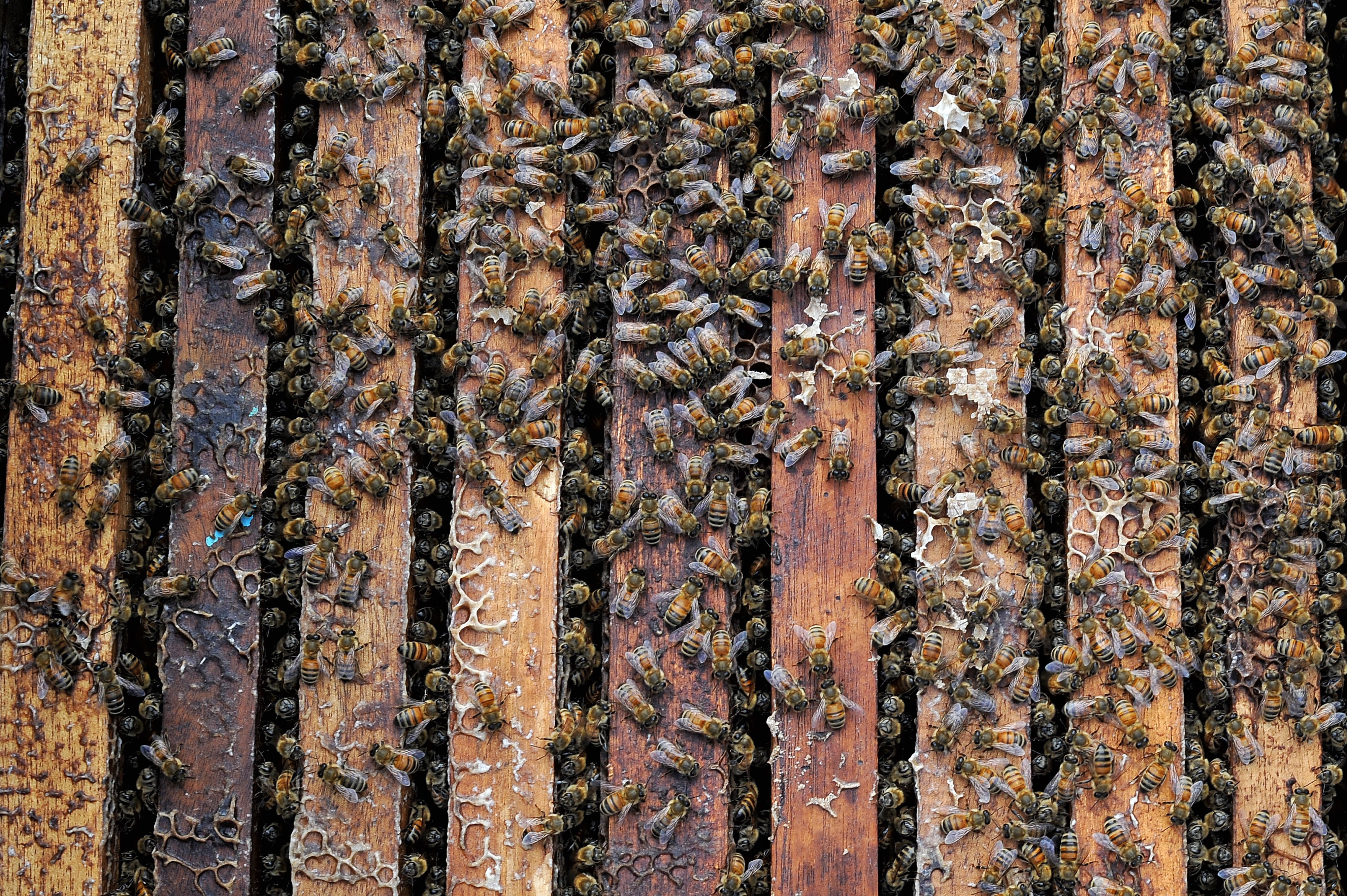 Ilustrasi. Kawanan lebah ternak berkumpuk di tempat budi daya lebah Rantau Karya, Geragai, Tanjungjabung Timur, Jambi, Selasa (8/2/2022).