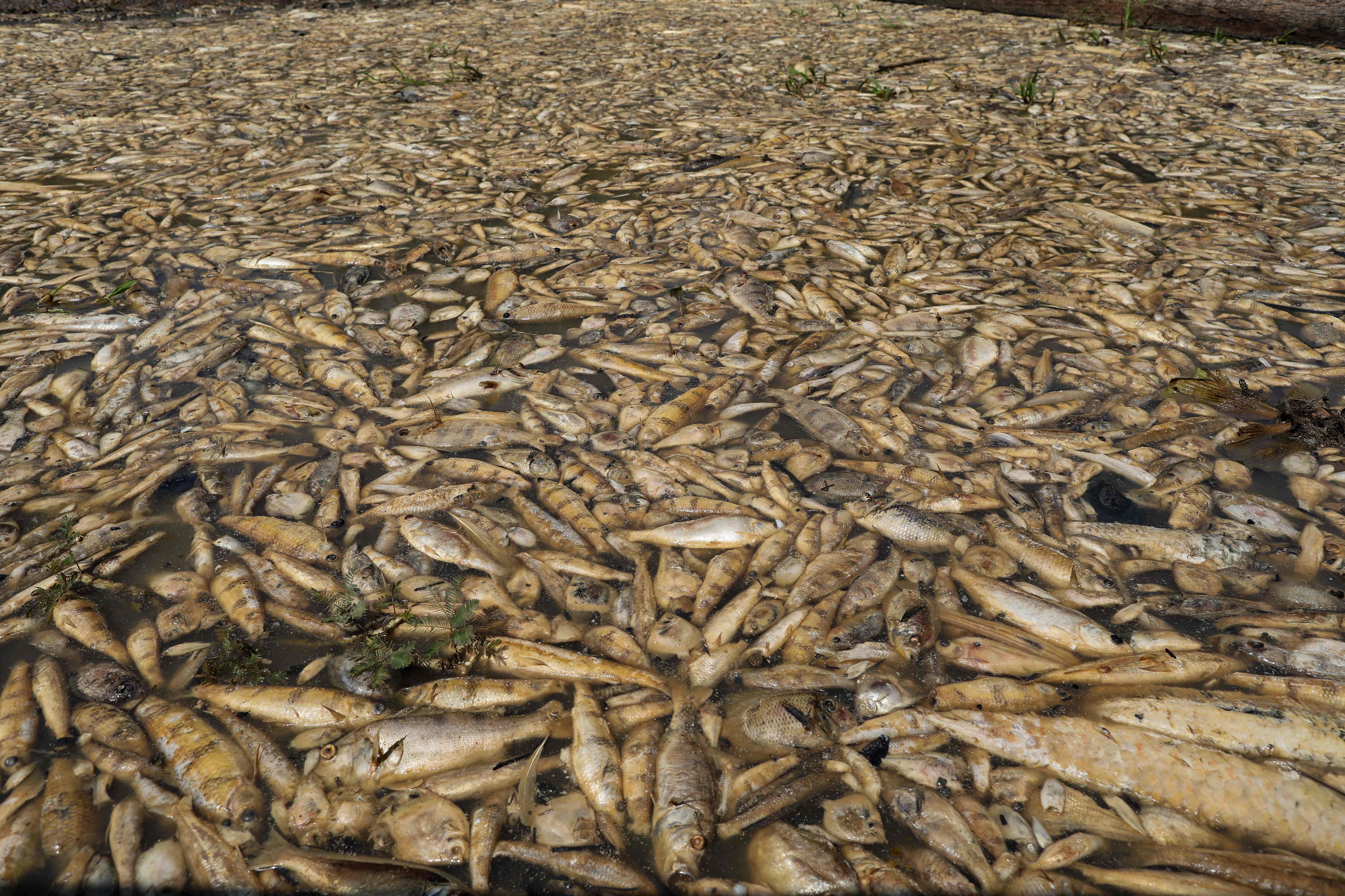 Ribuan ikan mati karena menyusutnya debit air di Sungai Amazon yang tengah mengalami kekeringan ekstrem tahun ini.