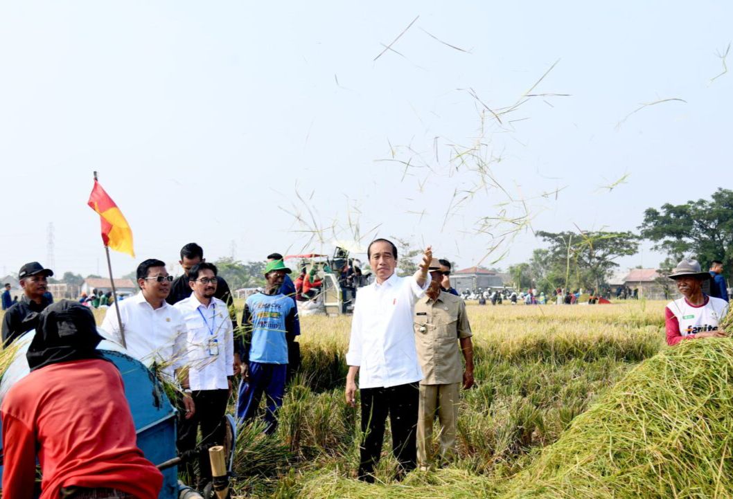 Presiden Joko Widodo melakukan panen padi di Subang, Jawa Barat