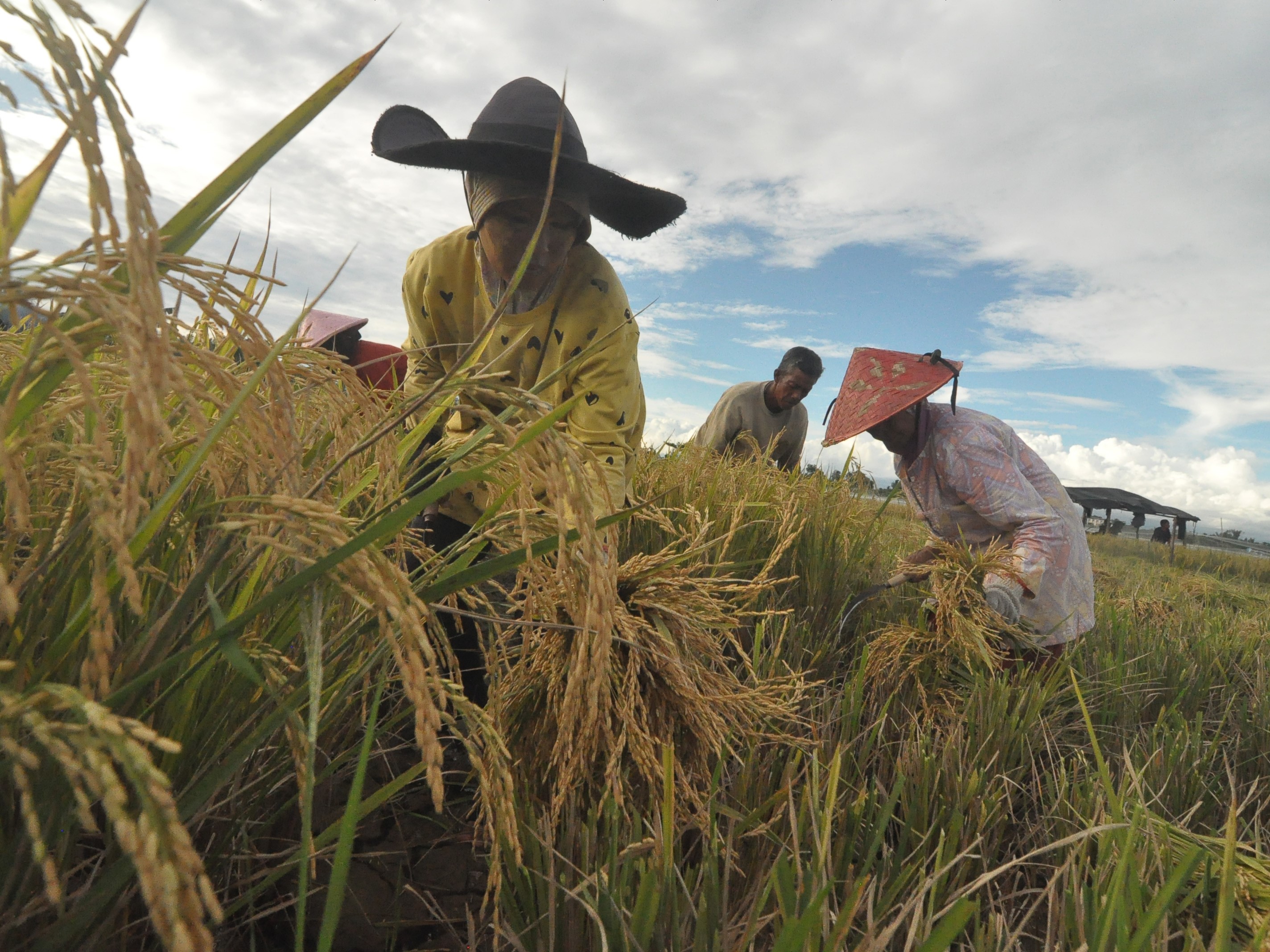 Stok Beras Bengkulu Cukup hingga Akhir 2023