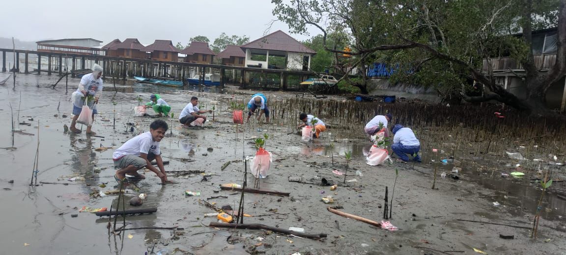 Penanaman mangrove di Teluk Ambon, Maluku