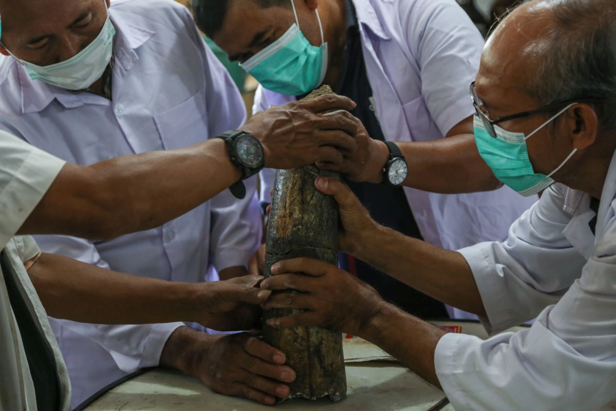 Petugas melakukan penyambungan fosil gading gajah purba saat proses restorasi di Laboratorium Museum Ranggawarsita, Semarang.