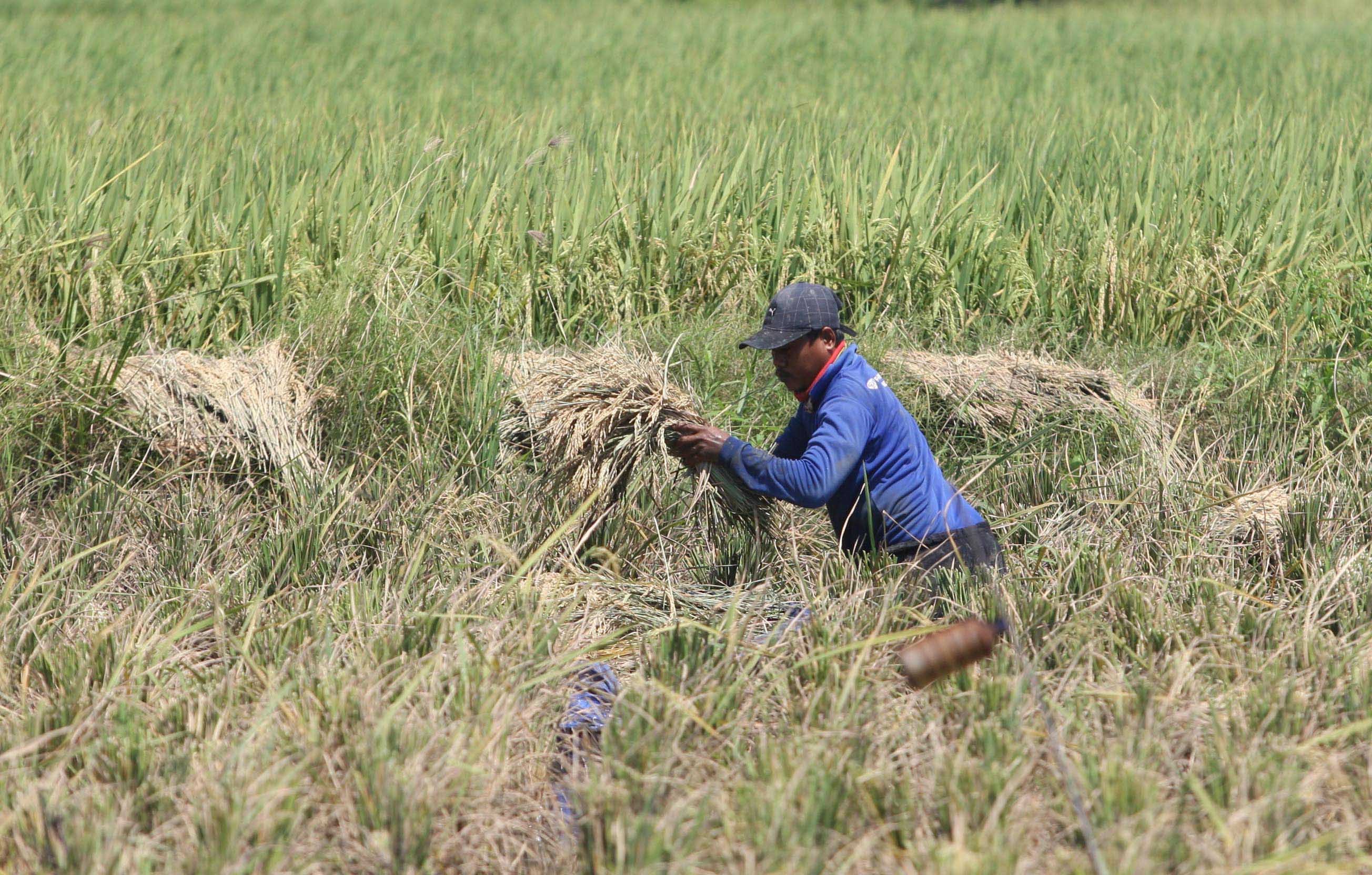 Petani mempersiapkan penanaman kembali pasca musim kemarau