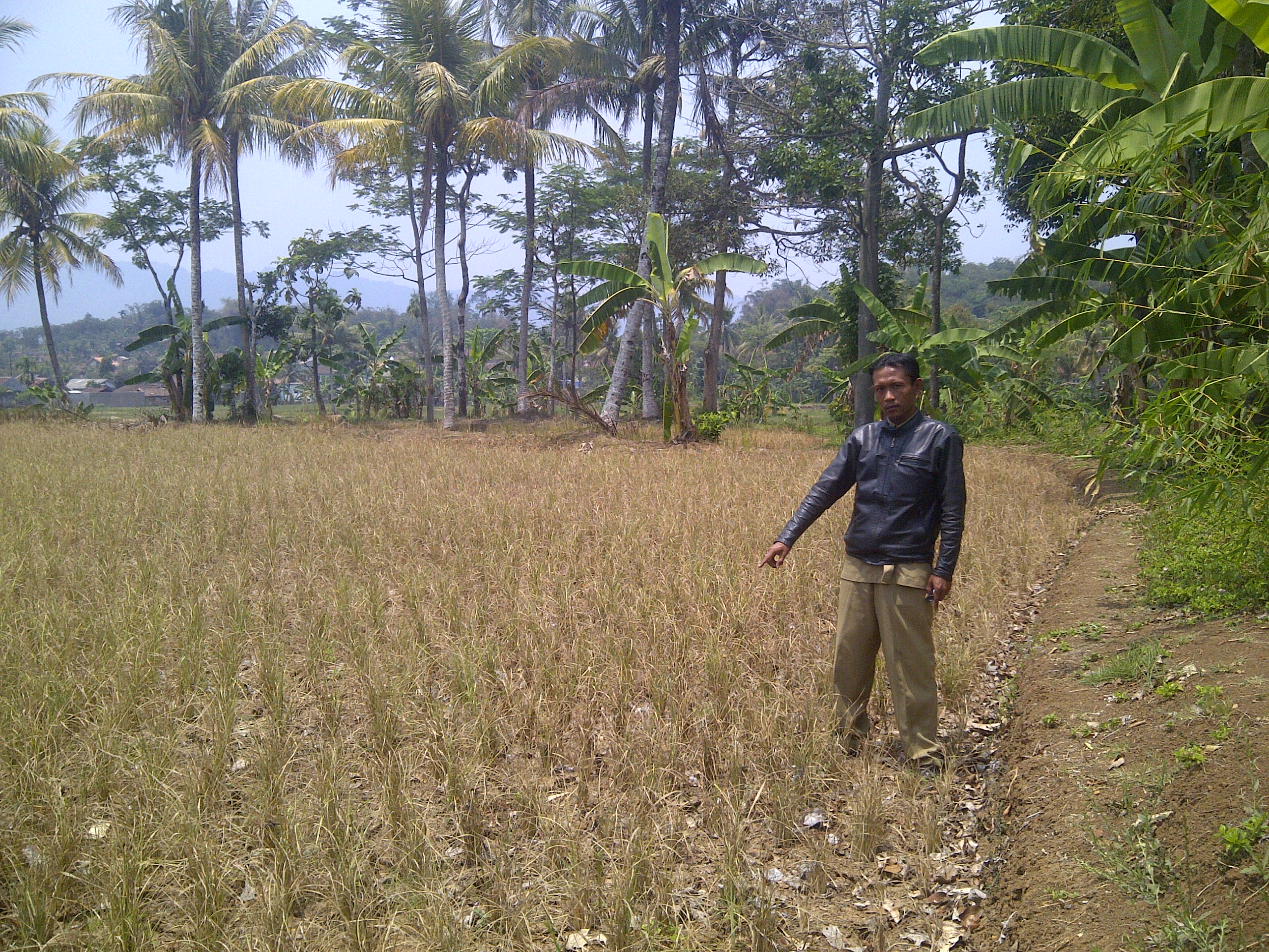 Warga menunjukkan sawah yang mengalami kekeringan di Sukabumi