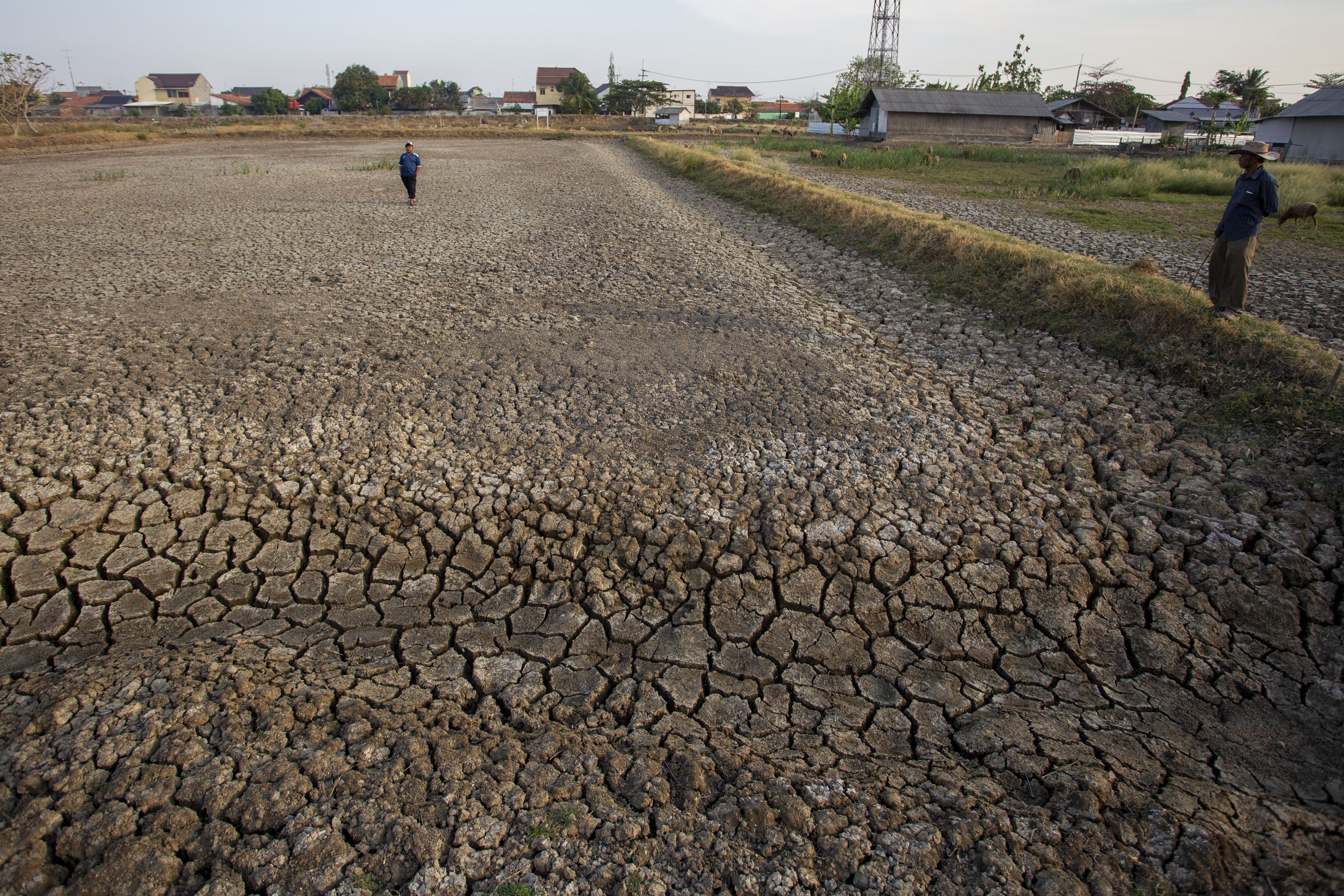 Warga melihat areal lahan tambak ikan yang mengering 
