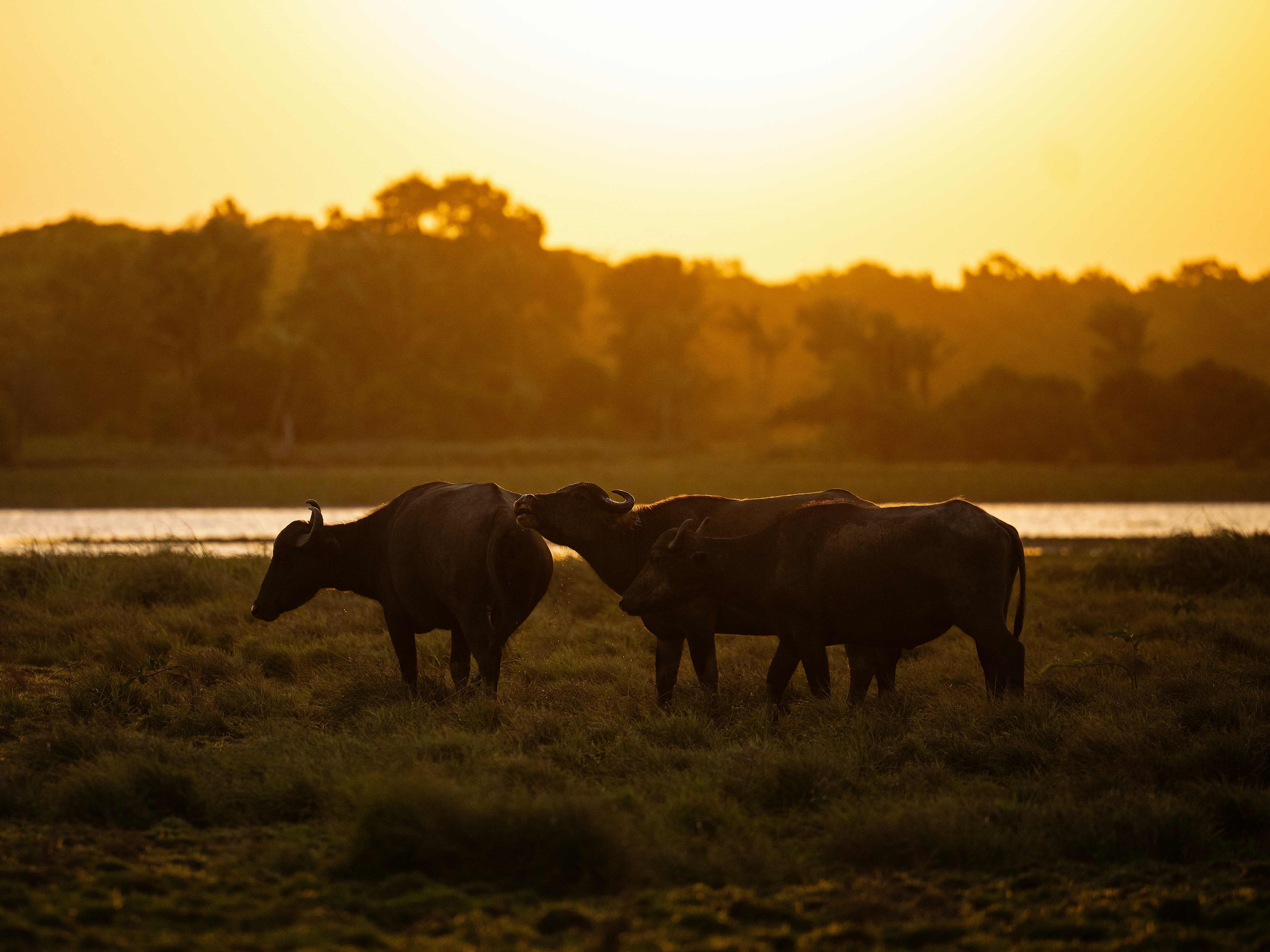 Kerbau Asia berkeliaran di lahan pertanian saat matahari terbenam di Soure, Pulau Marajo, Negara Bagian Para, Brasil, pada 4 September 2023.
