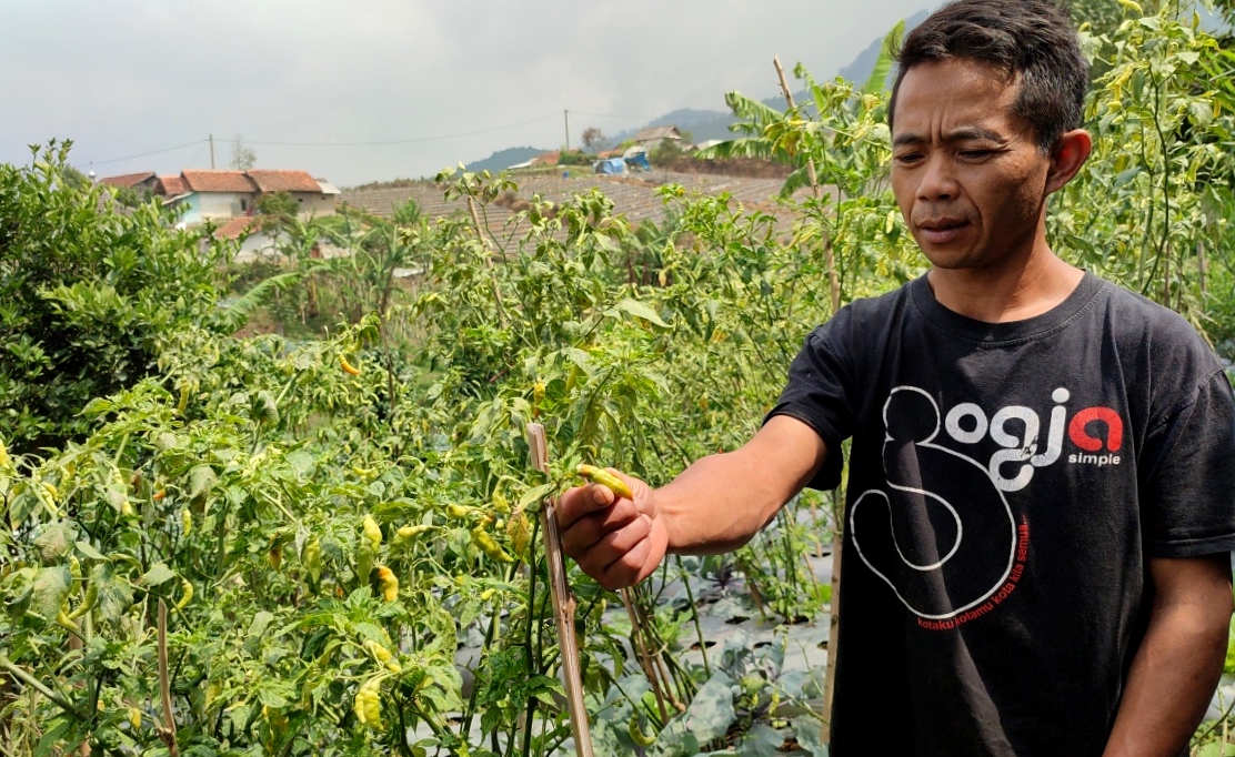 Kebun Cabai di Lembang Gagal Panen Terdampak Kemarau Panjang