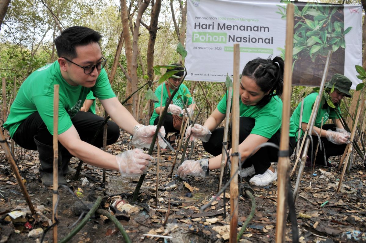 Karyawan SPIL melakukan penanaman pohon mangrove.