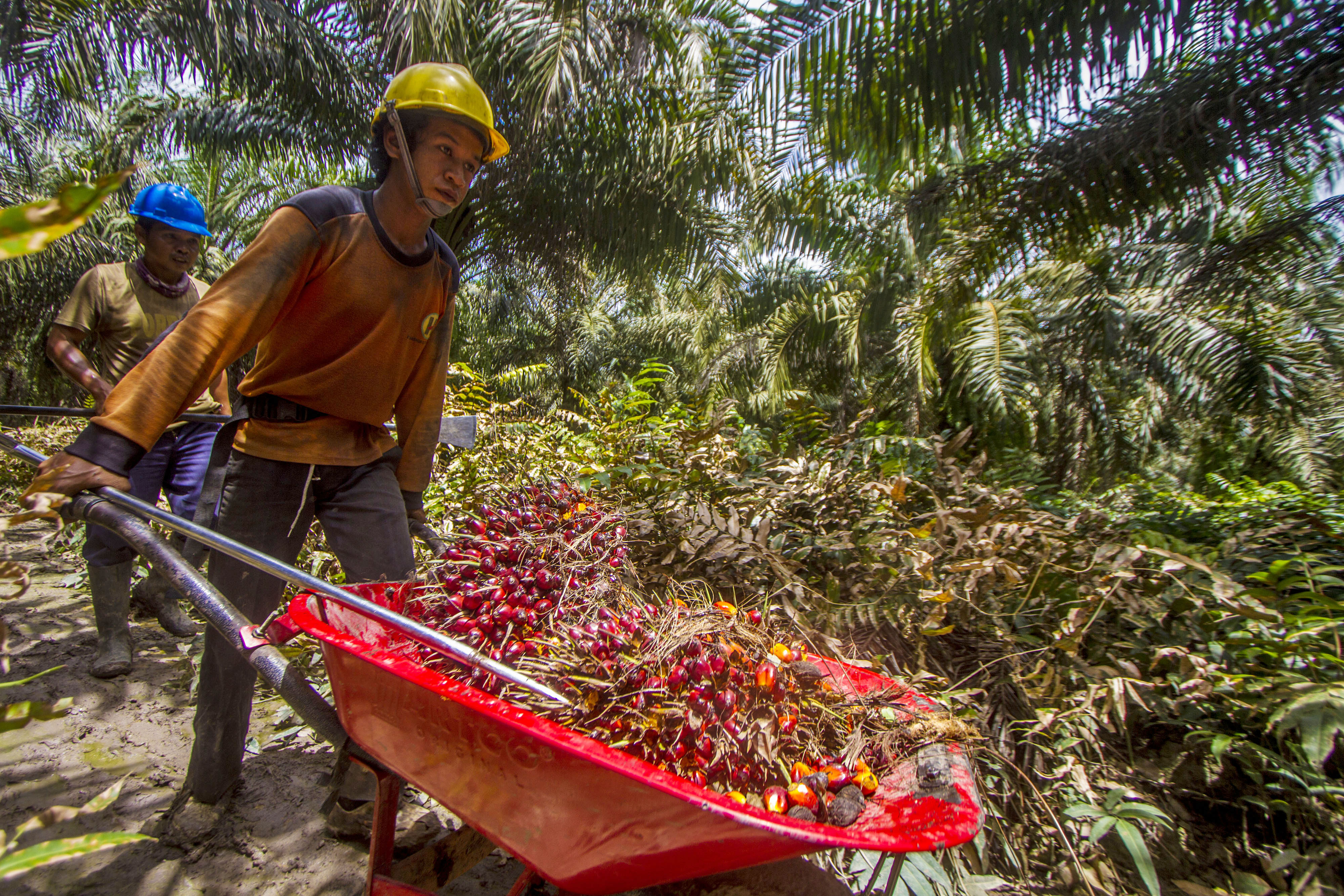 Petani memanen kelapa sawit untuk diproses ke pabrik CPO. 