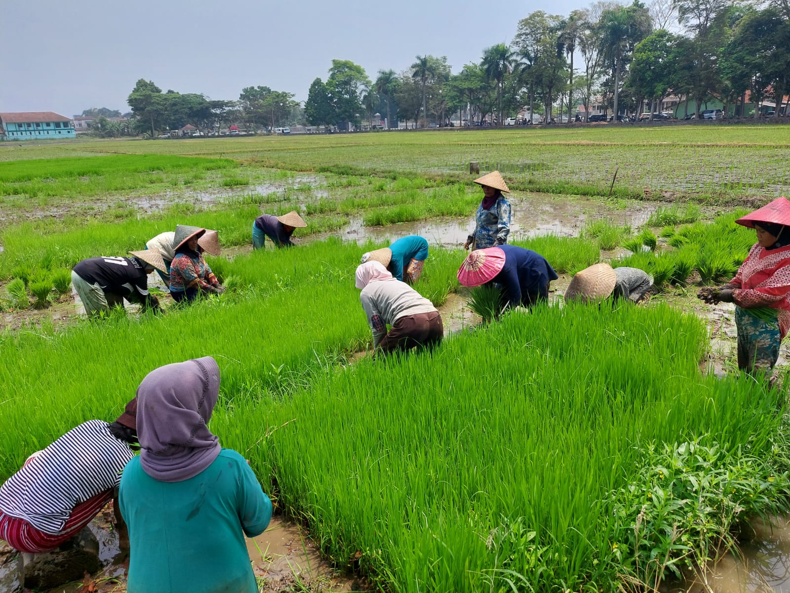 Hujan Datang, Petani Tasikmalaya Mulai Olah Sawah