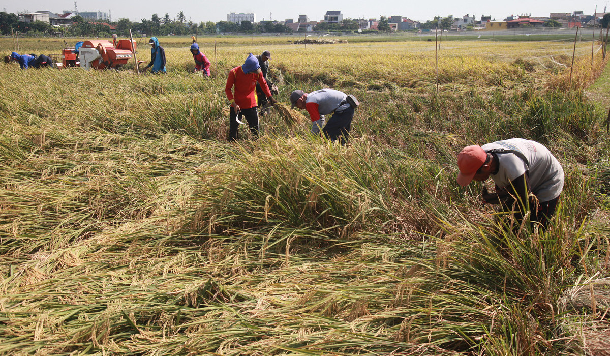 Sejumlah petani memanen padi di area persawahan Pemkot Jakarta Barat.