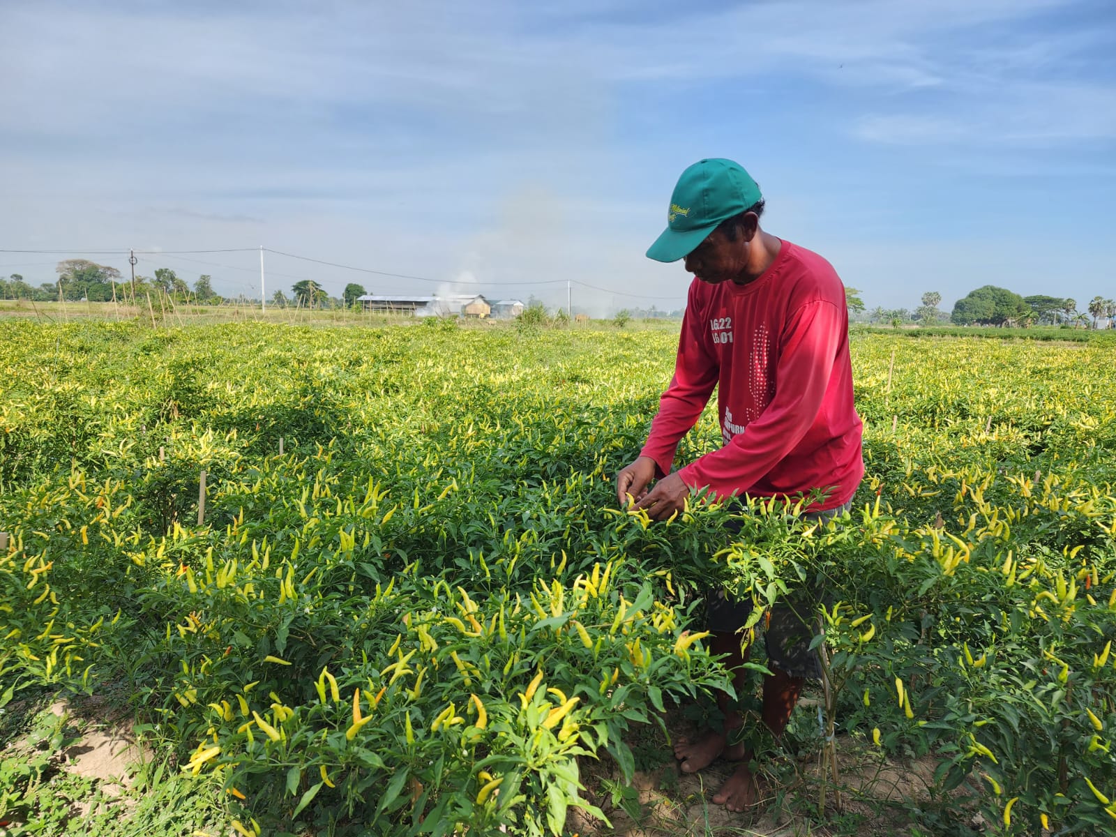 Kenaikan harga yang terjadi saat ini disebabkan karena cuaca ekstrem atau musim kering El Nino. 