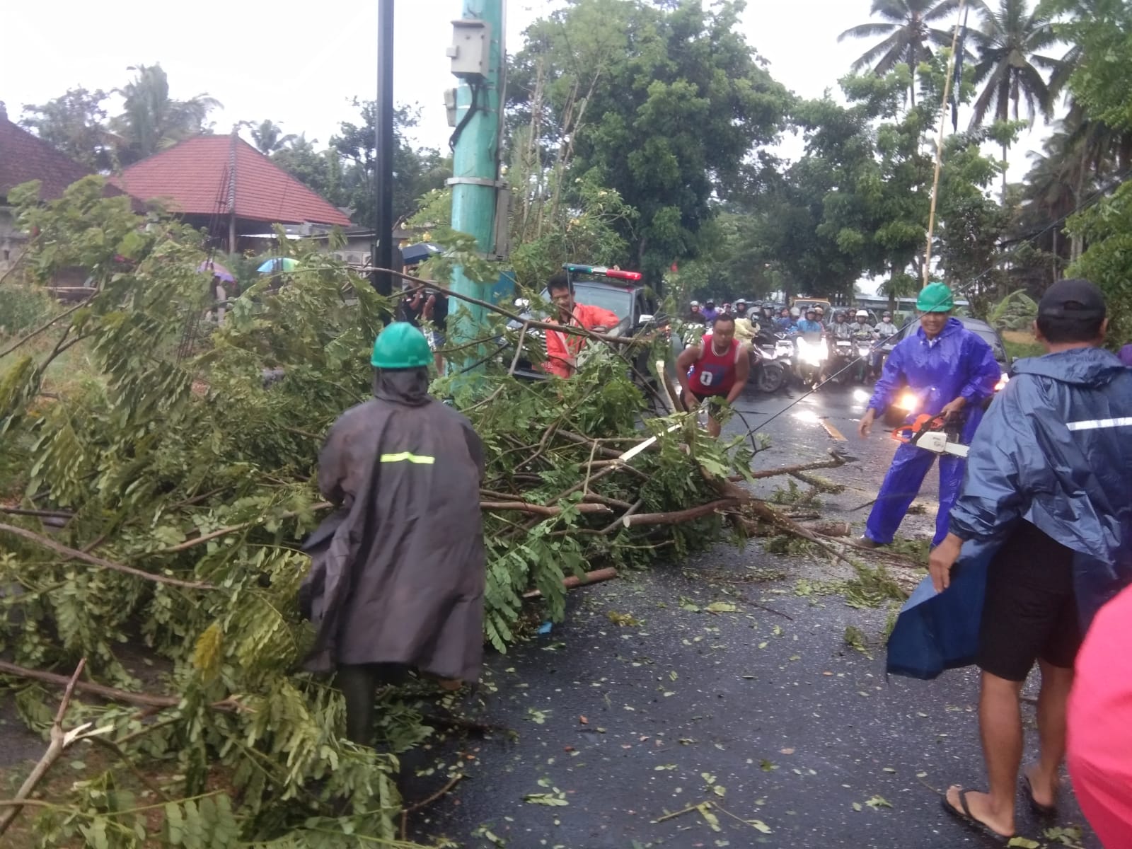 Pohon Tumbang, Lahan Sawah Nyemplung ke Jurang di Badung Setelah Hujan Lebat