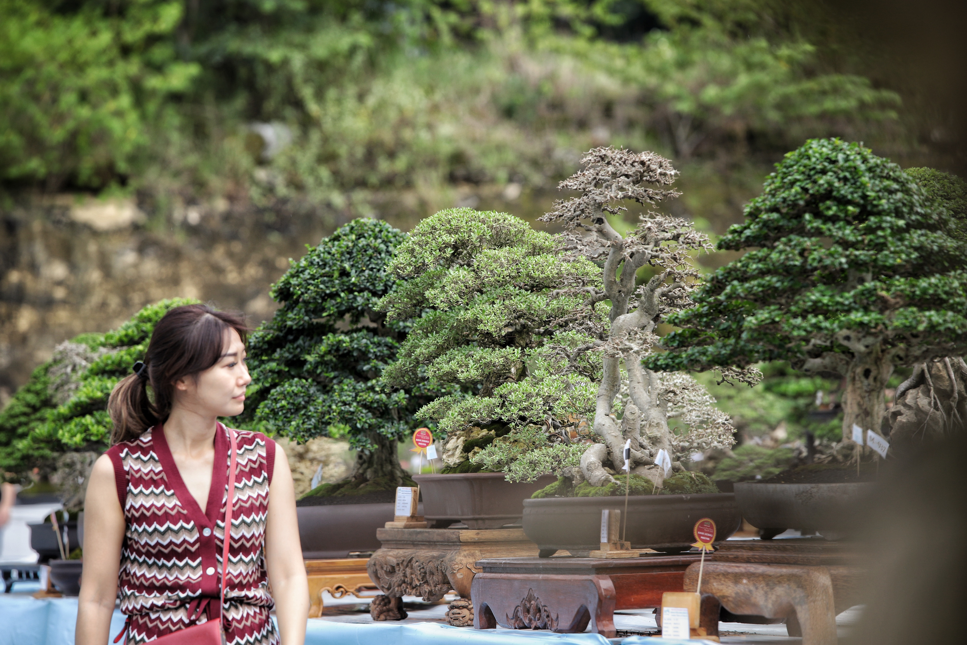 Pengunjung mengamati tanaman bonsai saat Semarak Pesta Bonsai 2023 di area parkir Gressmall, Gresik, Jawa Timur, Kamis (16/2).