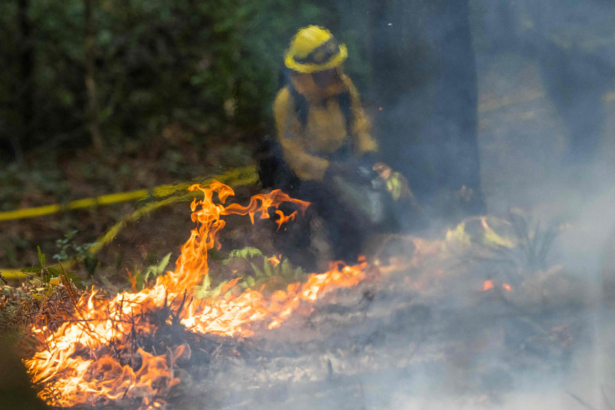 Pembakaran terkendali menjadi opsi untuk menghadapi kebakaran hutan di California, Amerika Serikat. 