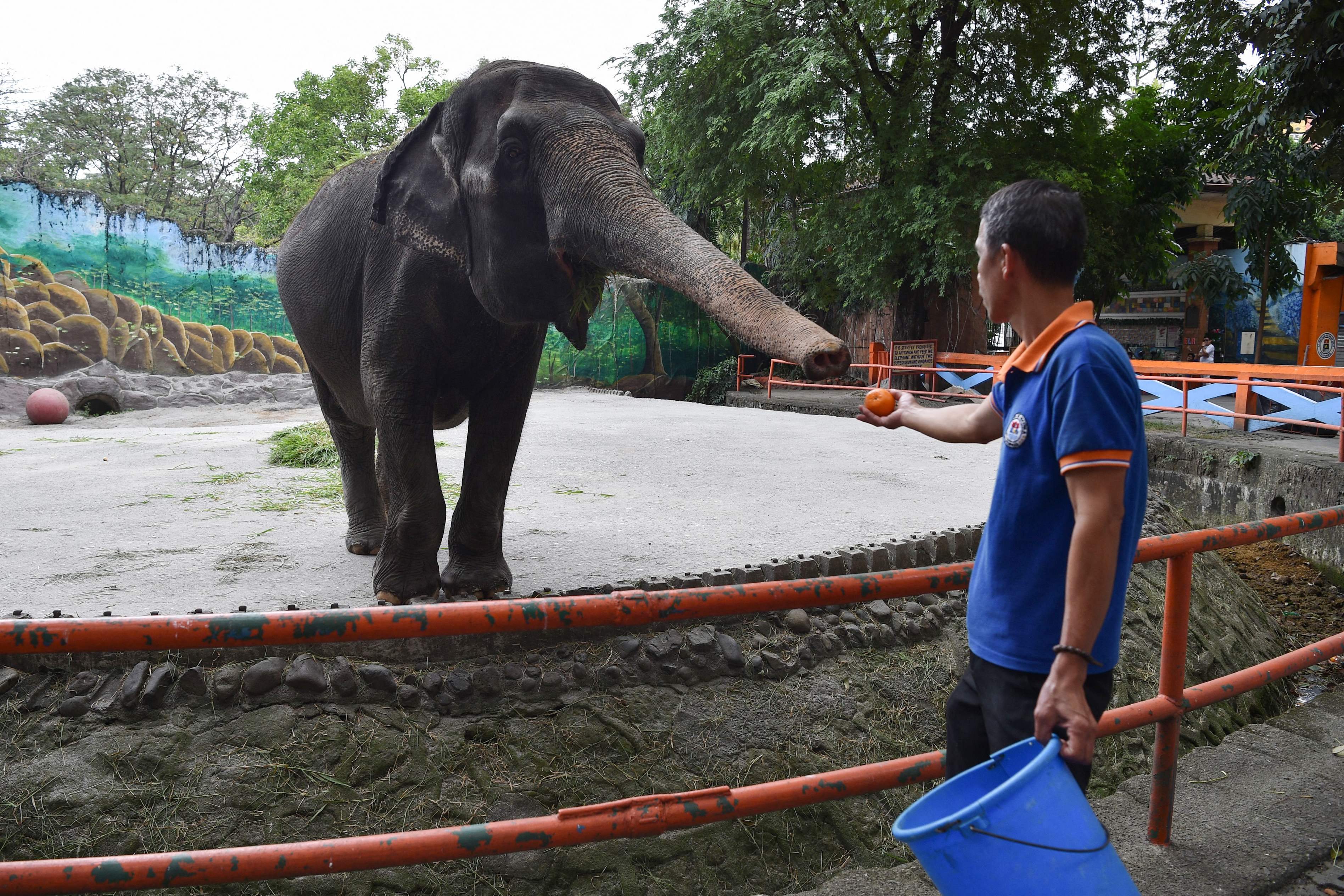 Kondisi Gajah Mali di Manila Zoo pada 23 Januari 2019.
