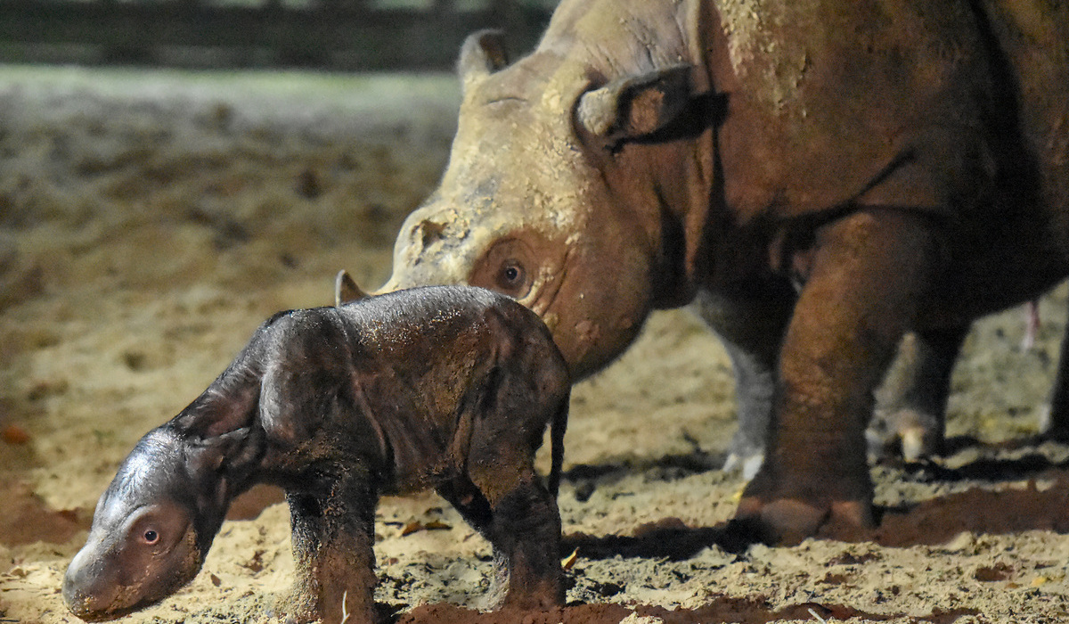 Ilustrasi badak sumatra.