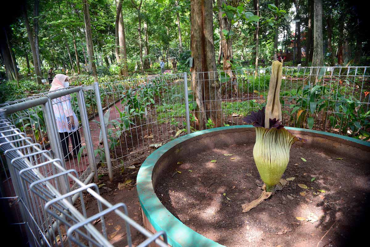 Tiga tanaman ini termasuk tanaman langka yang berasal dari Indonesia. 