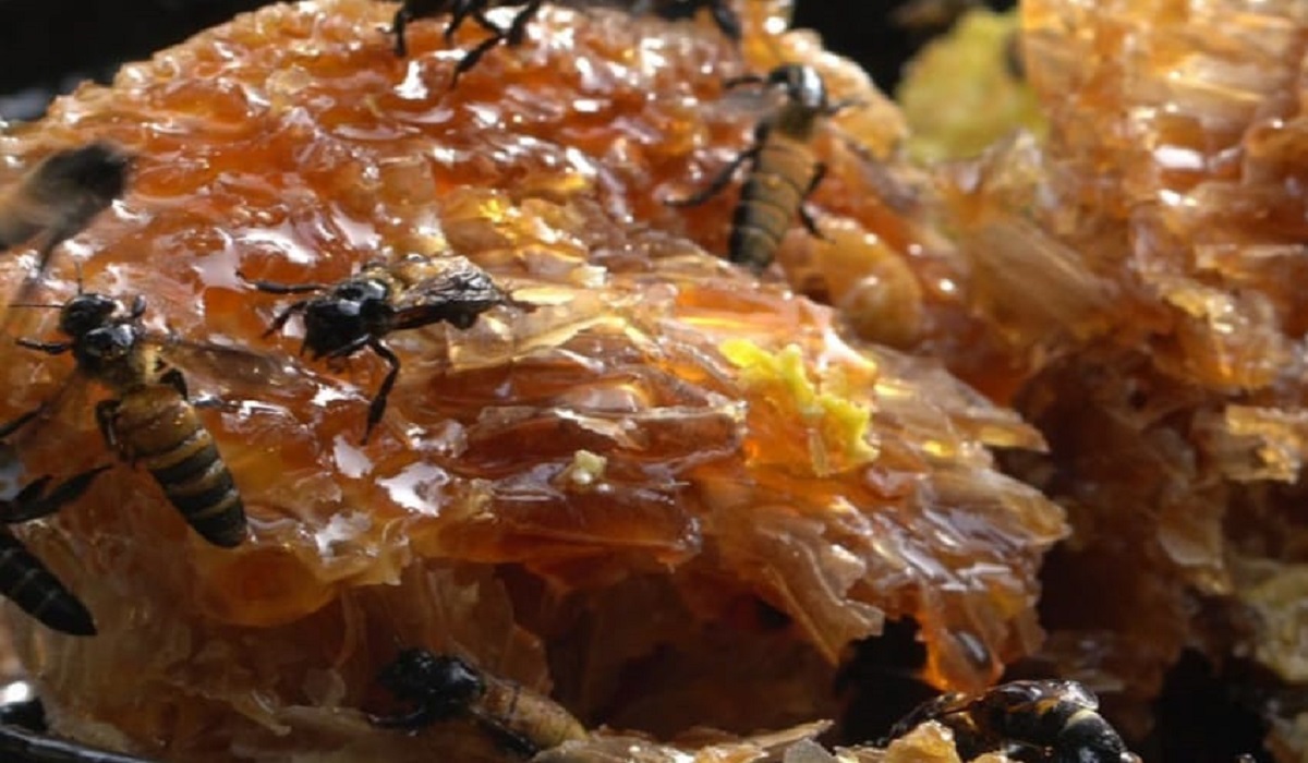 Ilustrasi bahan baku herbal