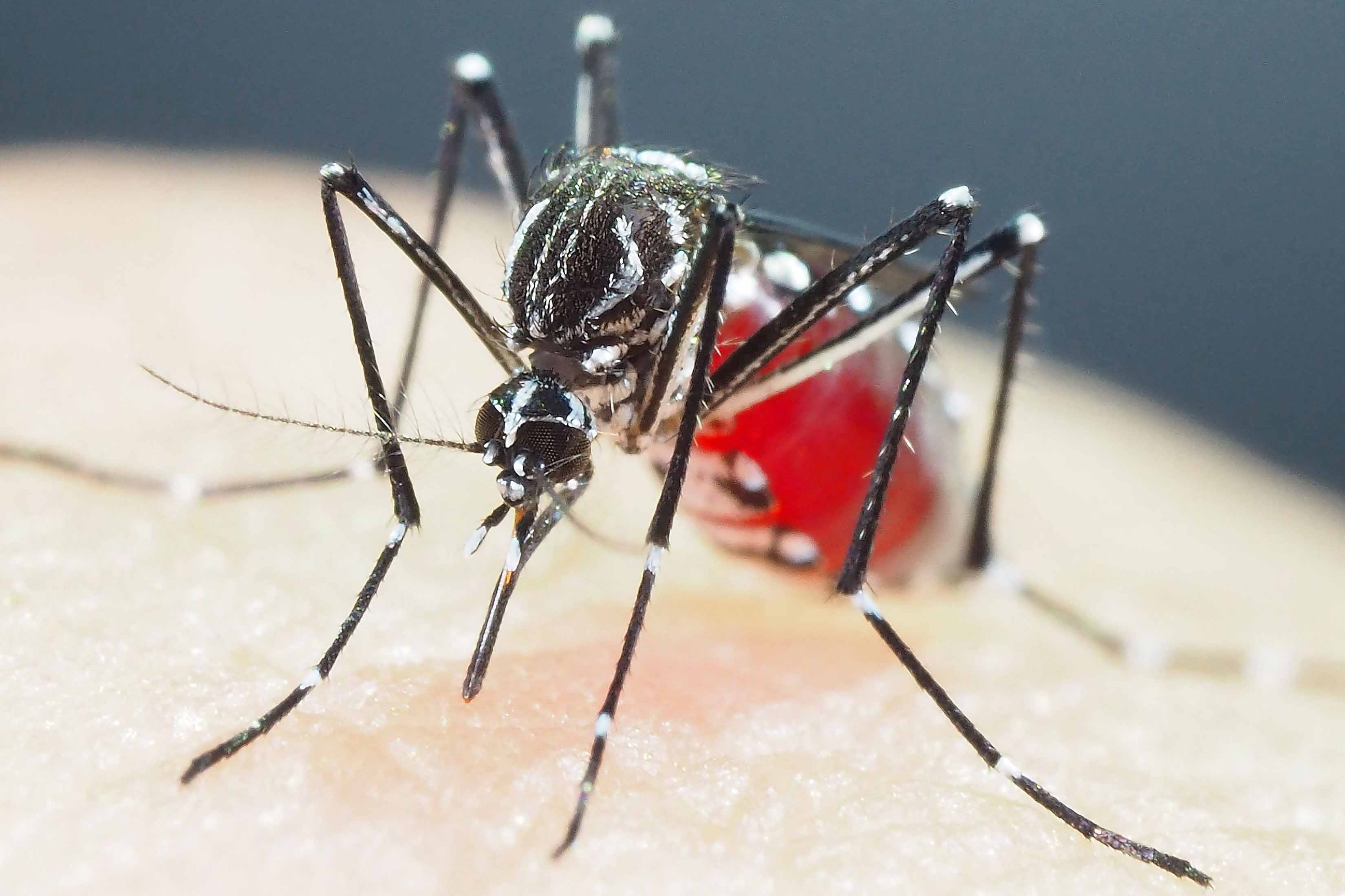 Nyamuk Aedes aegypti menjadi penyebar penyakit dengue yang menyebabkan demam berdarah.