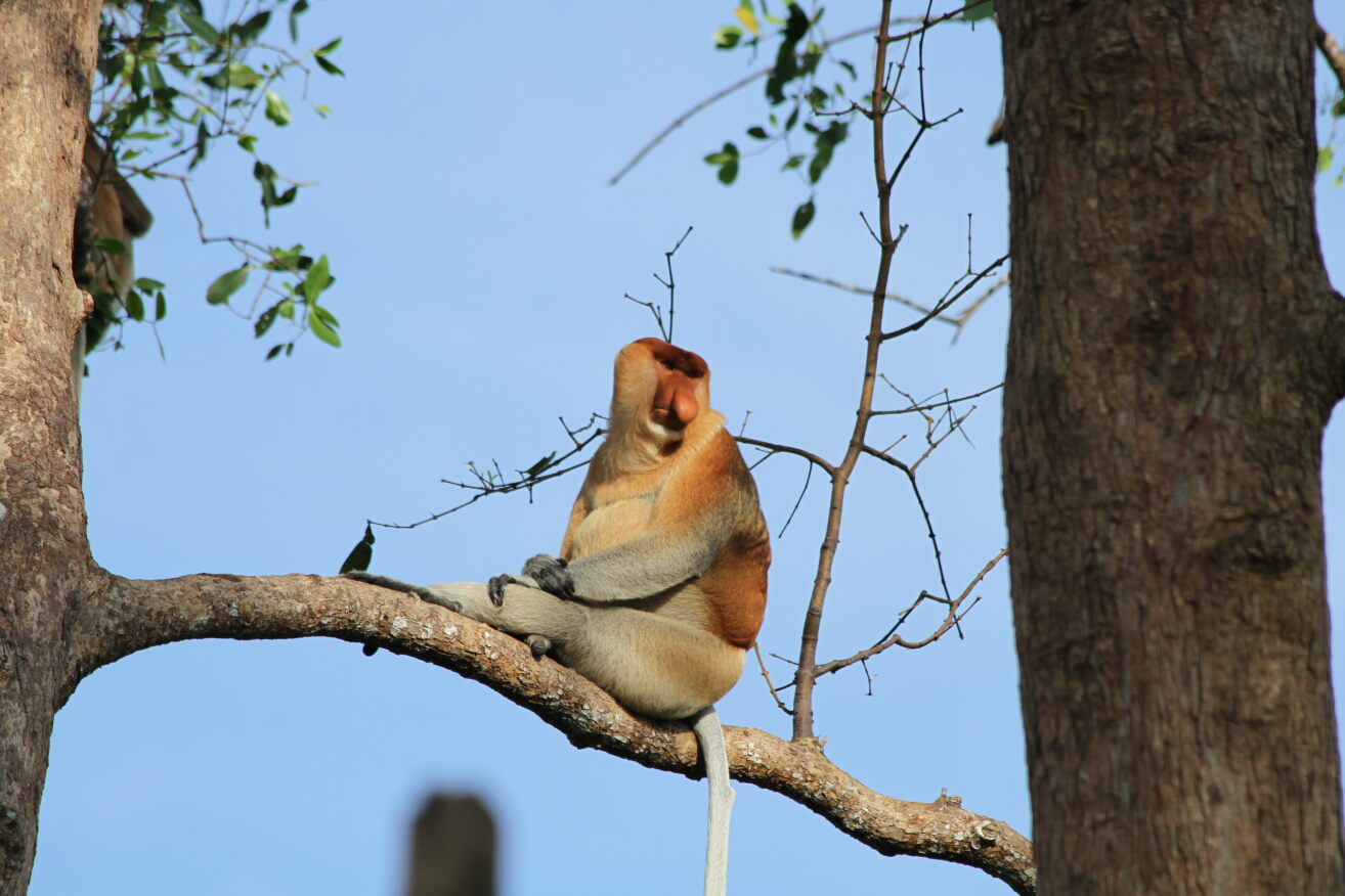 Peningkatan populsi Bekantan meningkat seiring  program Sungai Hitam Lestari dari PEP Sangasanga Field