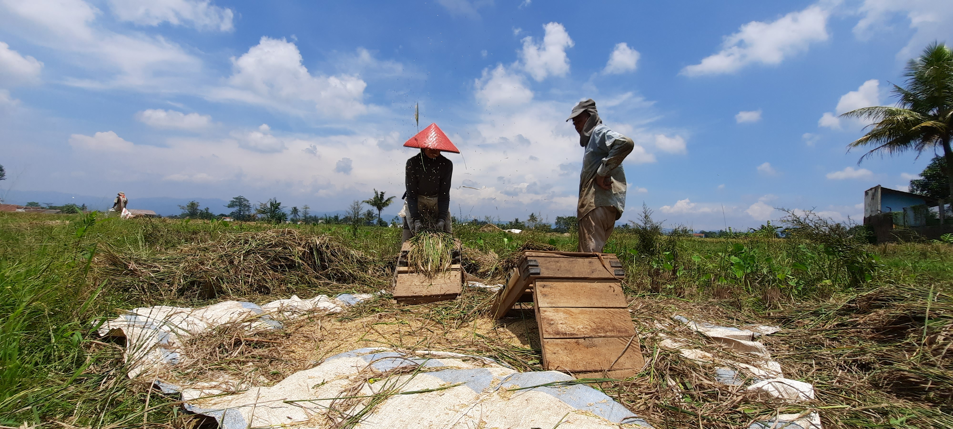 Petani di Cianjur tengah mengolah gabah hasil panen.
