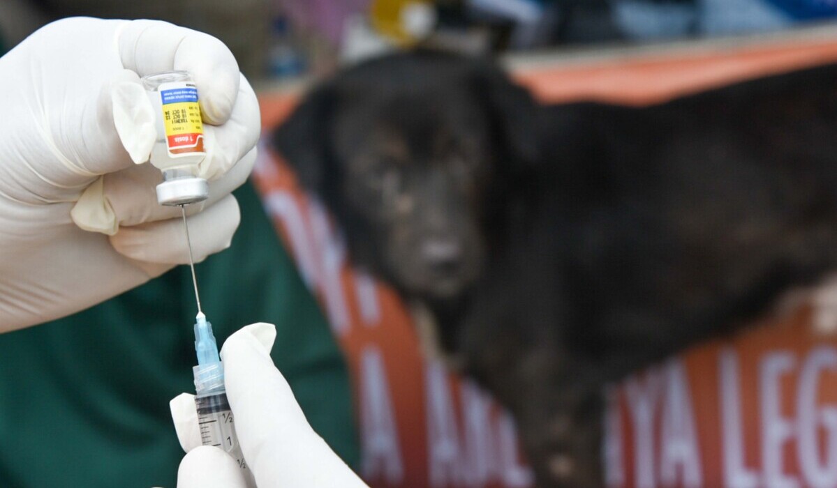 Petugas menyiapkan vaksin rabies sebelum diberikan kepada anjing.