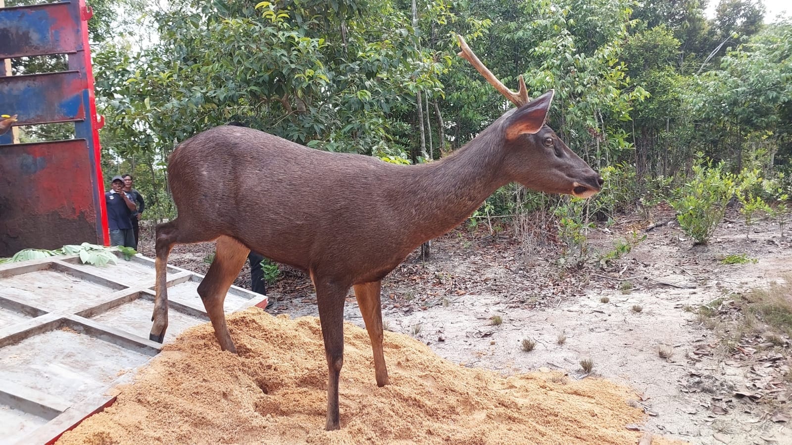 Rusa sambar biasanya hidup di hutan hujan tropis dan hutan pegunungan.