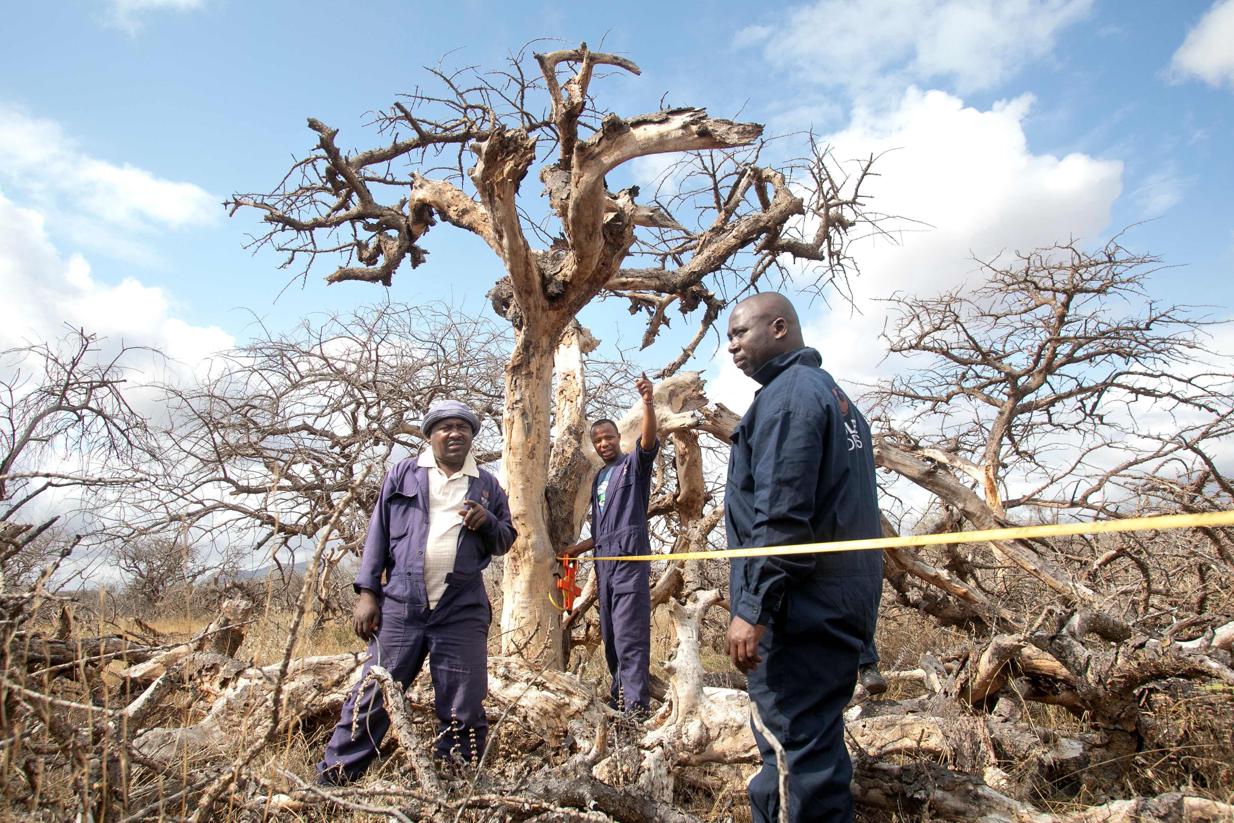 Para teknisi lingkungan mengumpulkan biodata dari vegetasi alami pada plot sampel yang dikuantifikasi untuk penyerapan karbon 