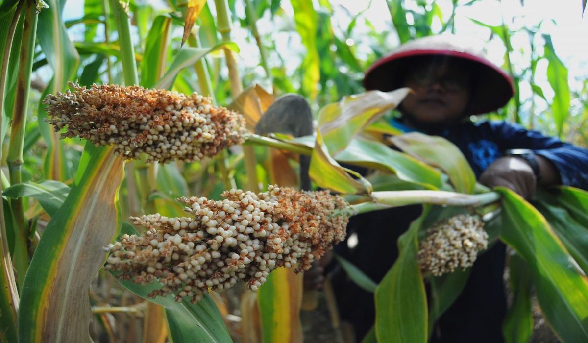 Sorgum dipercaya jadi pangan alternatif pengganti nasi