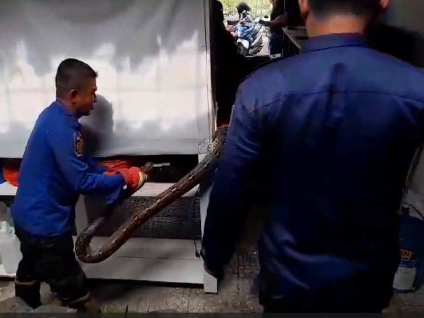 Petugas damkar mengevakuasi ular sanca dalam taman rumah warga.
