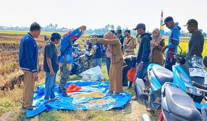 Menghitung hasil produktivitas CSA setelah panen raya di Kabupaten Pinrang, Sulawesi Selatan.