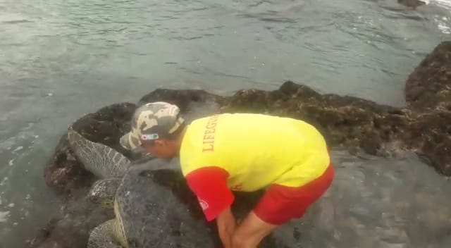 Terjerat Jaring, Dua Penyu Hijau Mati di Pangandaran