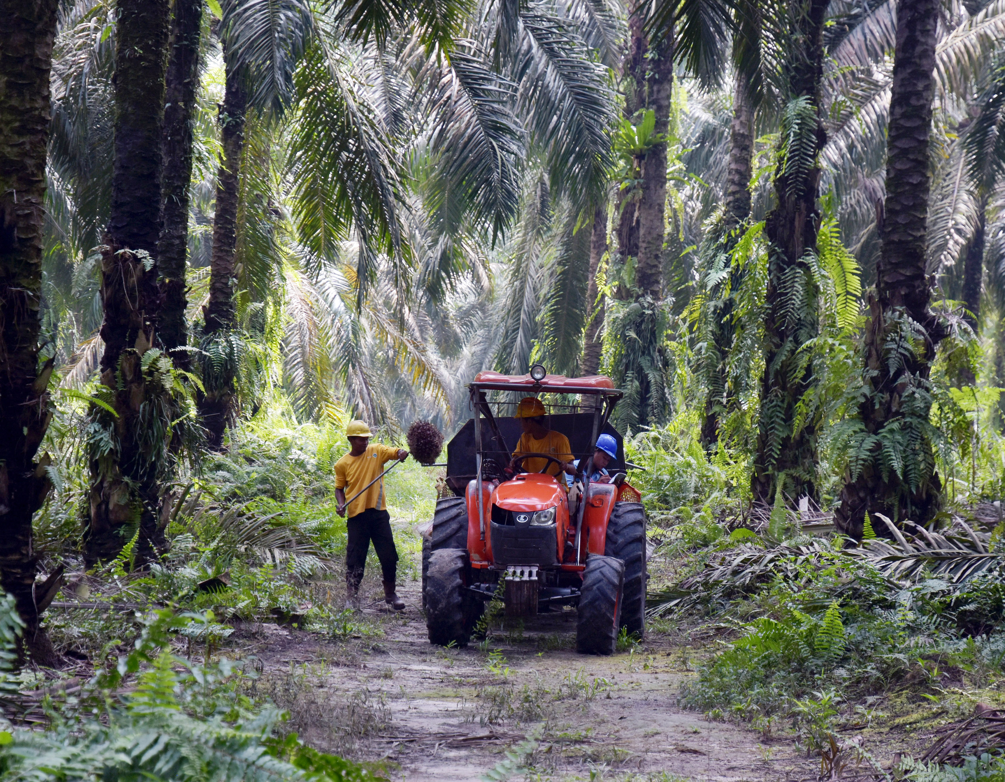 Minyak Sawit Jadi Kontributor Terbesar, SSMS Raih Penjualan Rp4,42 Triliun per September 2023