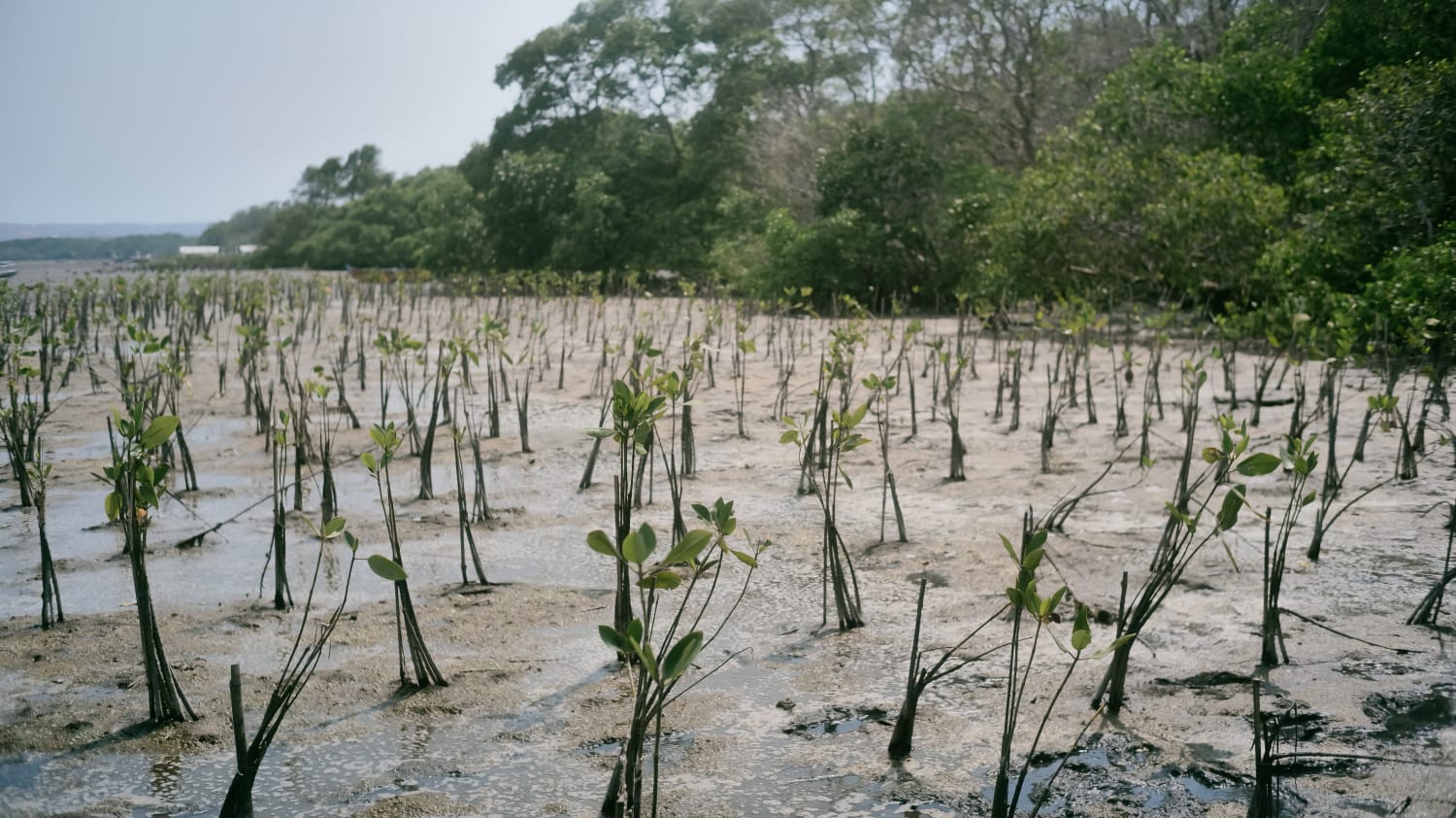 Penananam 1.001 bibit mangrove di Teluk Benoa, Kabupaten Badung, Bali.