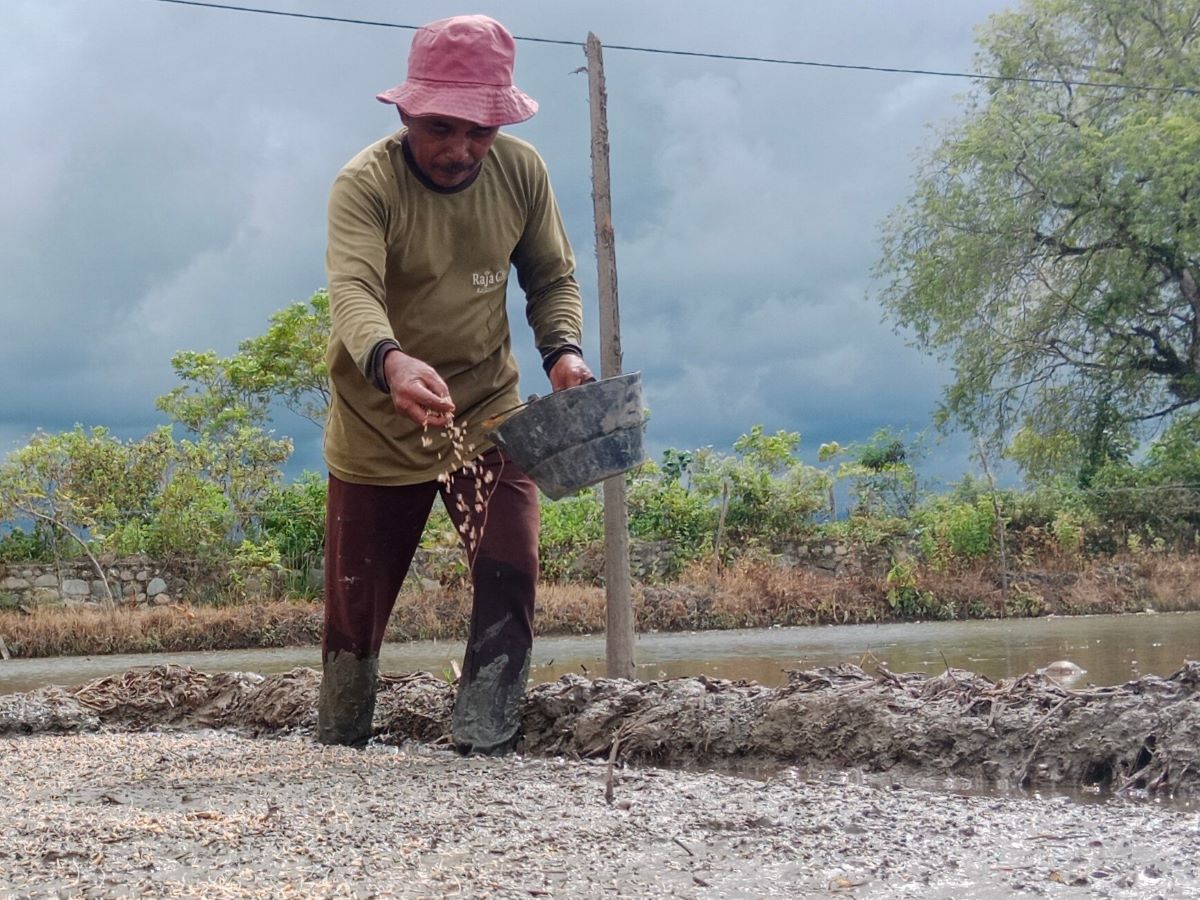Musim Tanam Mundur, Kementan Jalankan Sejumlah Strategi