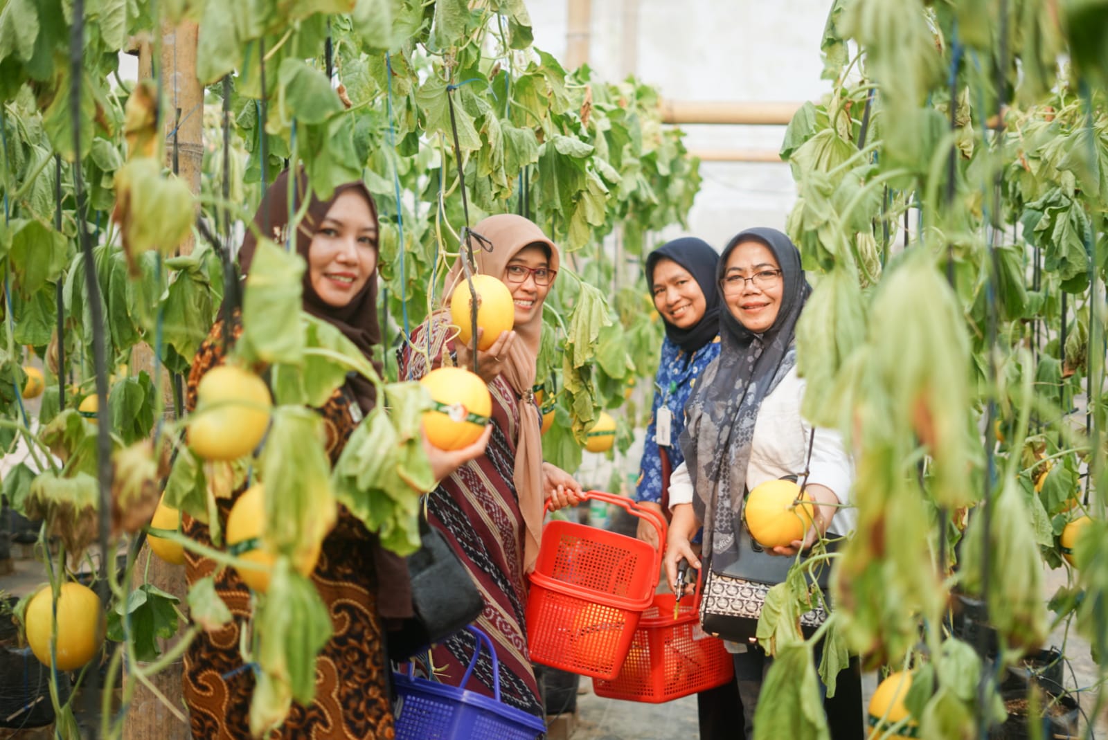 Dharma Wanita Persatuan (DWP) Ditjen Migas, Kementerian ESDM, turut memanen melon di Cepu, Kabupaten Blora, Jawa Tengah.