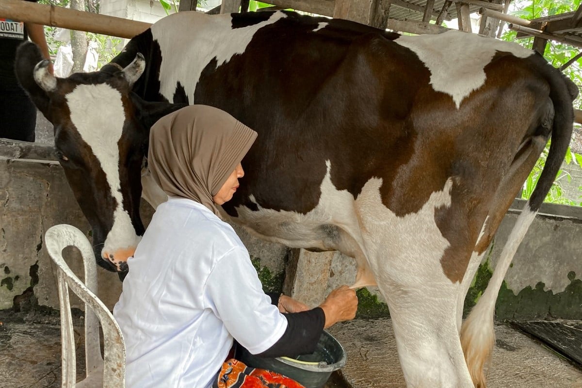 Salah satu aktivitas penyuluhan pemanfaatan potensi peternakan