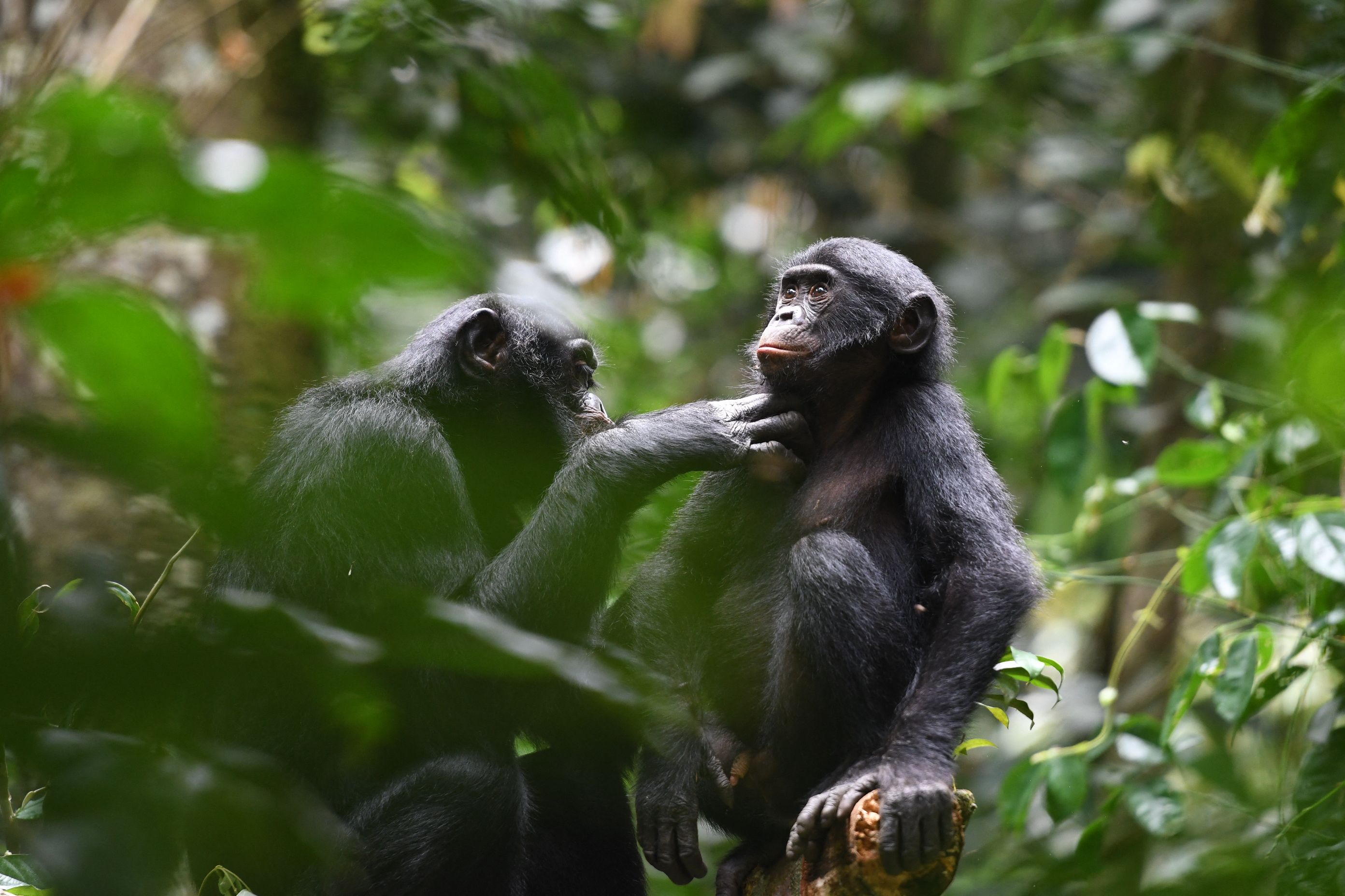 Bonobo adalah kerabat terdekat kita (manusia) yang masih hidup, selain simpanse (Pan troglodytes).