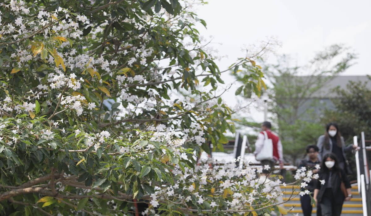 Bunga Tabebuya ditanam di PIK