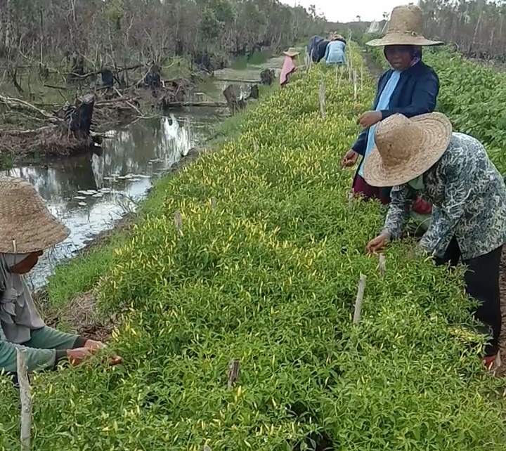 Warga transmigrasi di Desa Antasan Segara memanfaakan badan jalan untuk bertani karena lahan pertanian rusak akibat banjir dan terbakar.