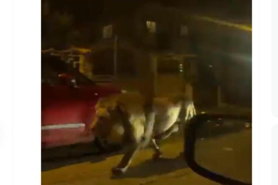 Selama lima jam, seekor singa lepas dari sirkus dan berkeliling di sebuah kota di Italia sebelum akhirnya disedasi dan ditangkap.