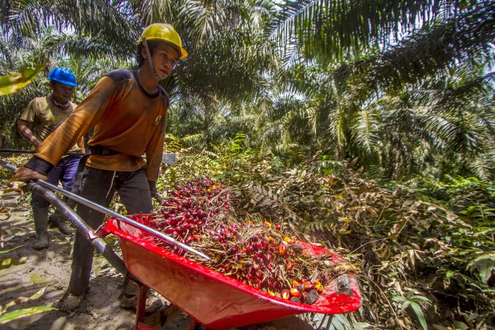 Petani sedang memanen buah kelapa sawit
