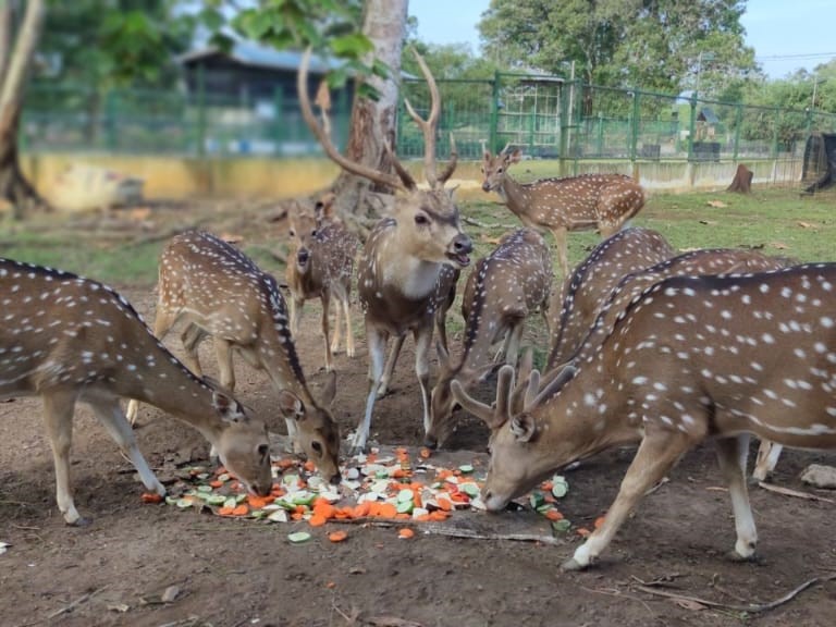Hari Cinta Puspa dan Satwa, ini Peran Mind Id