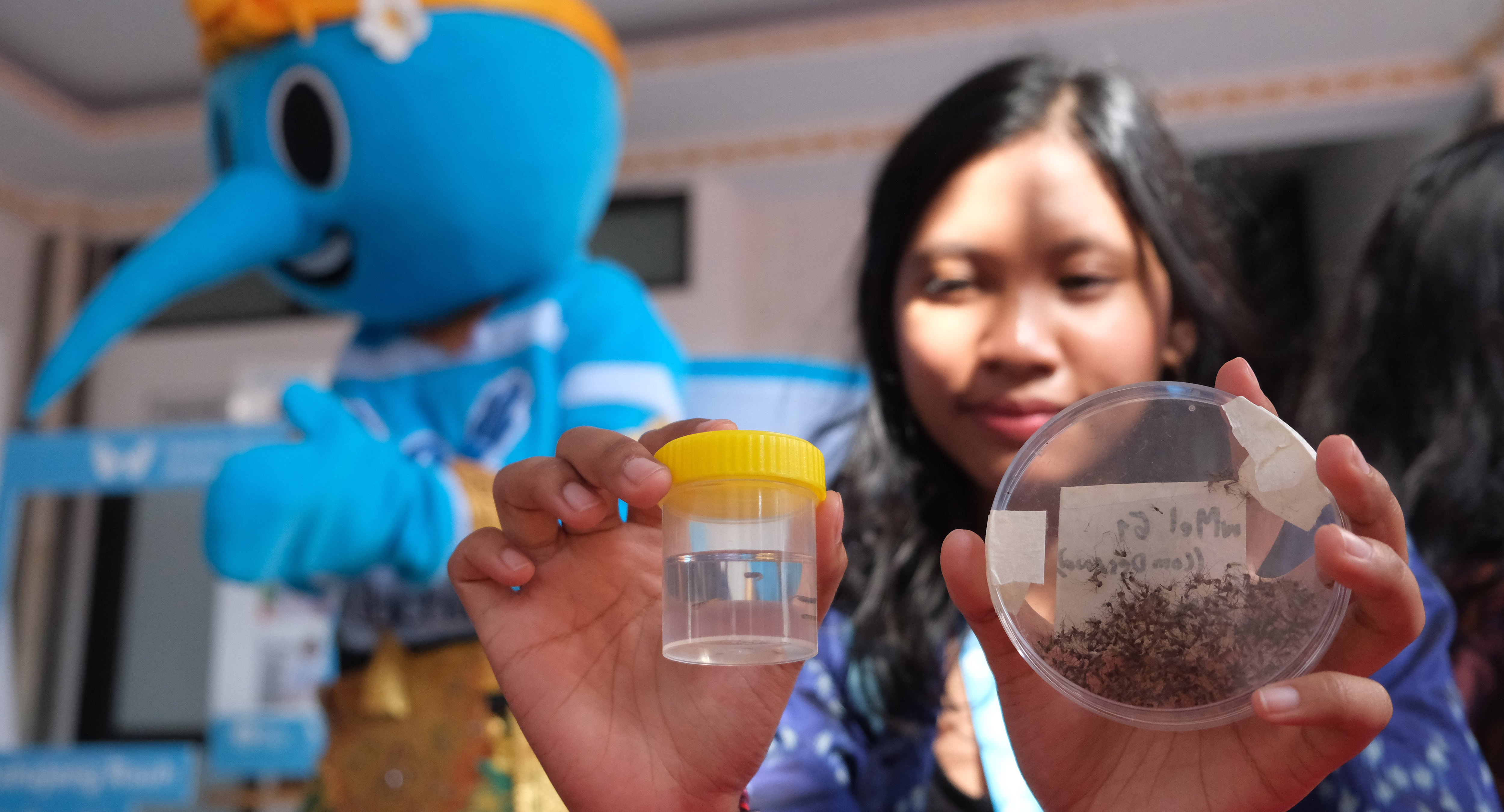 Petugas menunjukkan sampel nyamuk aedes aegypti yang sudah disuntikkan bakteri Wolbachia 