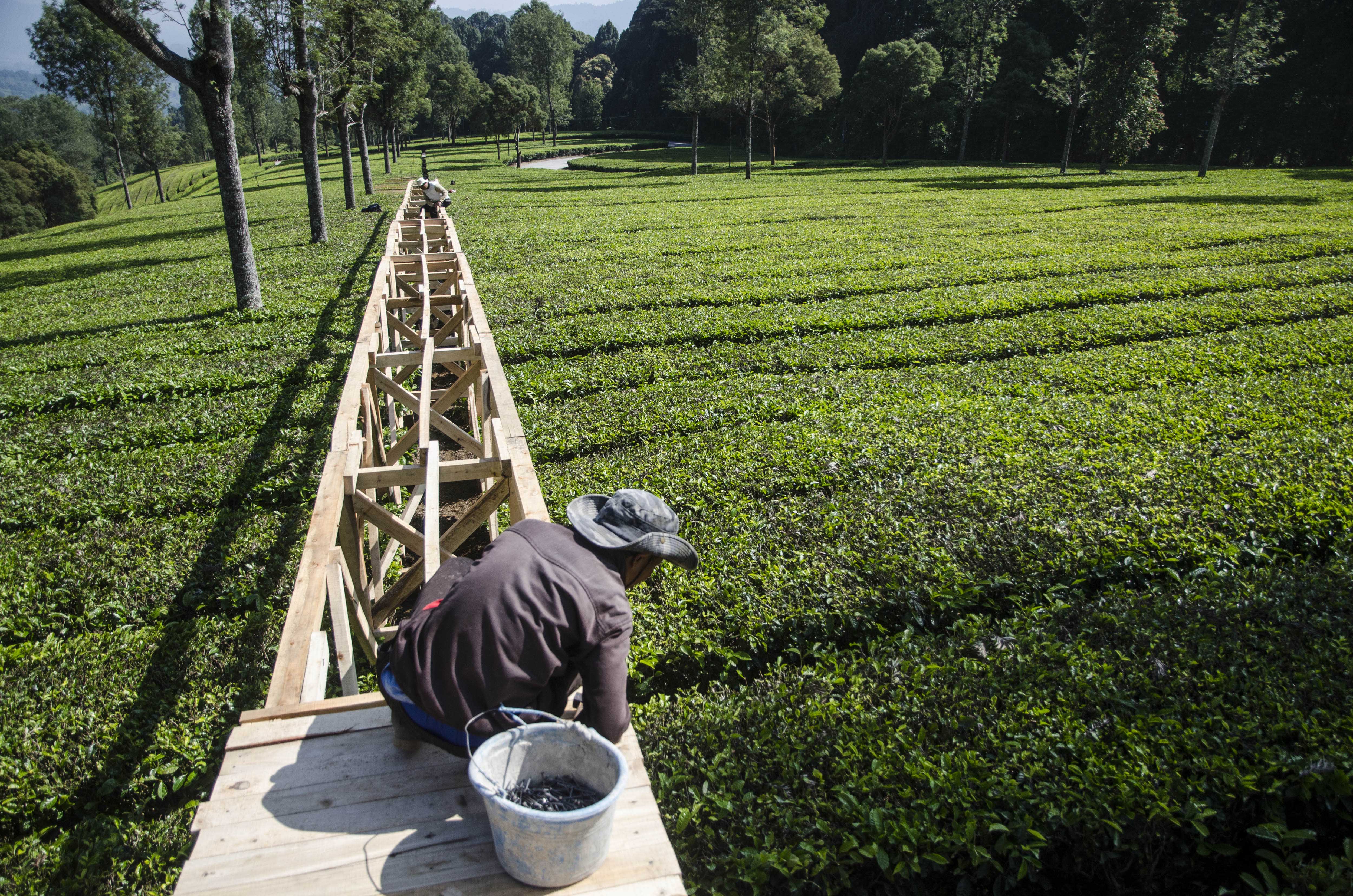 Kebun teh, potensi agrowisata di Kabupaten Bandung