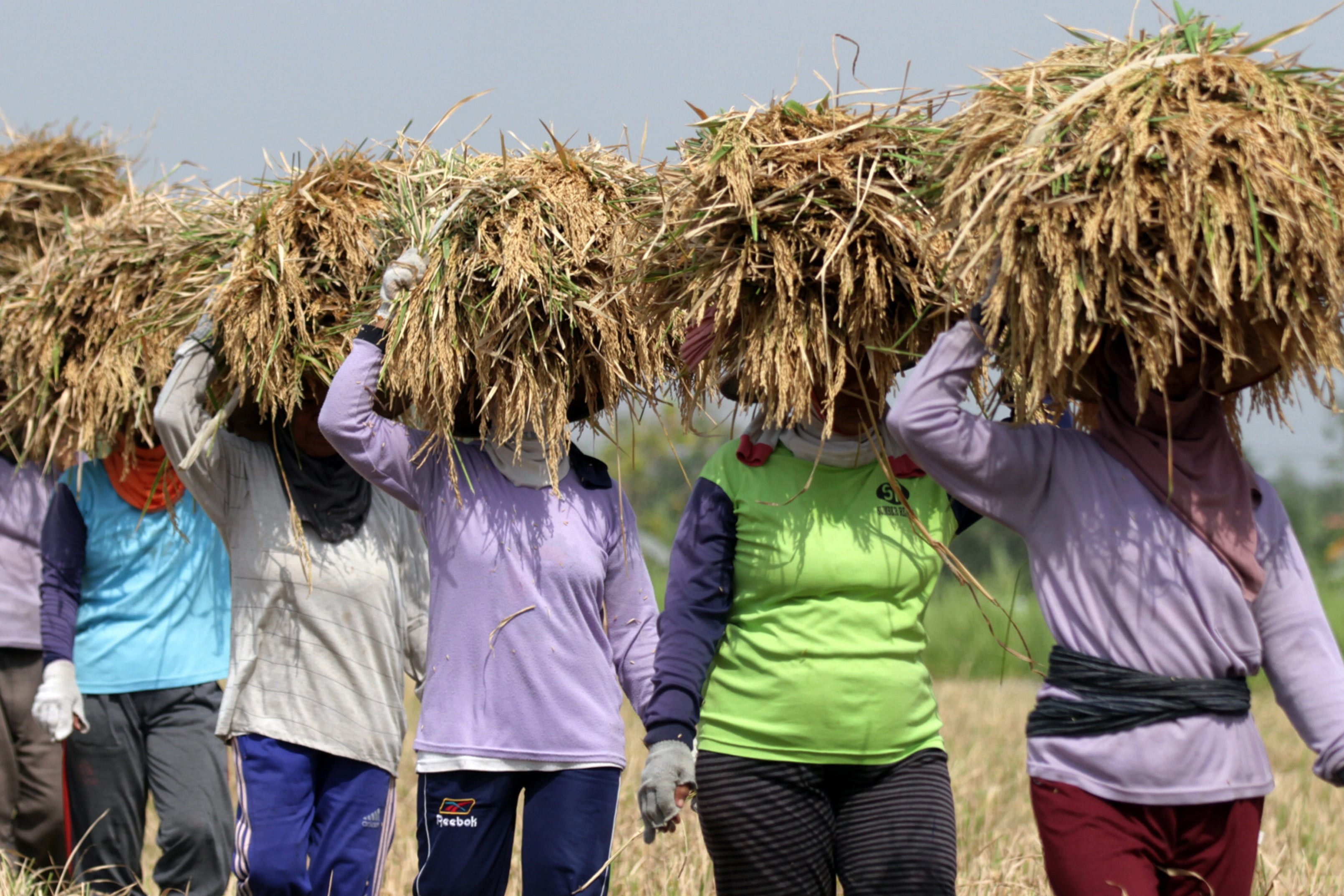 Buruh tani memanen padi di Ngawi, Jawa Timur, Senin (19/10/2015). 