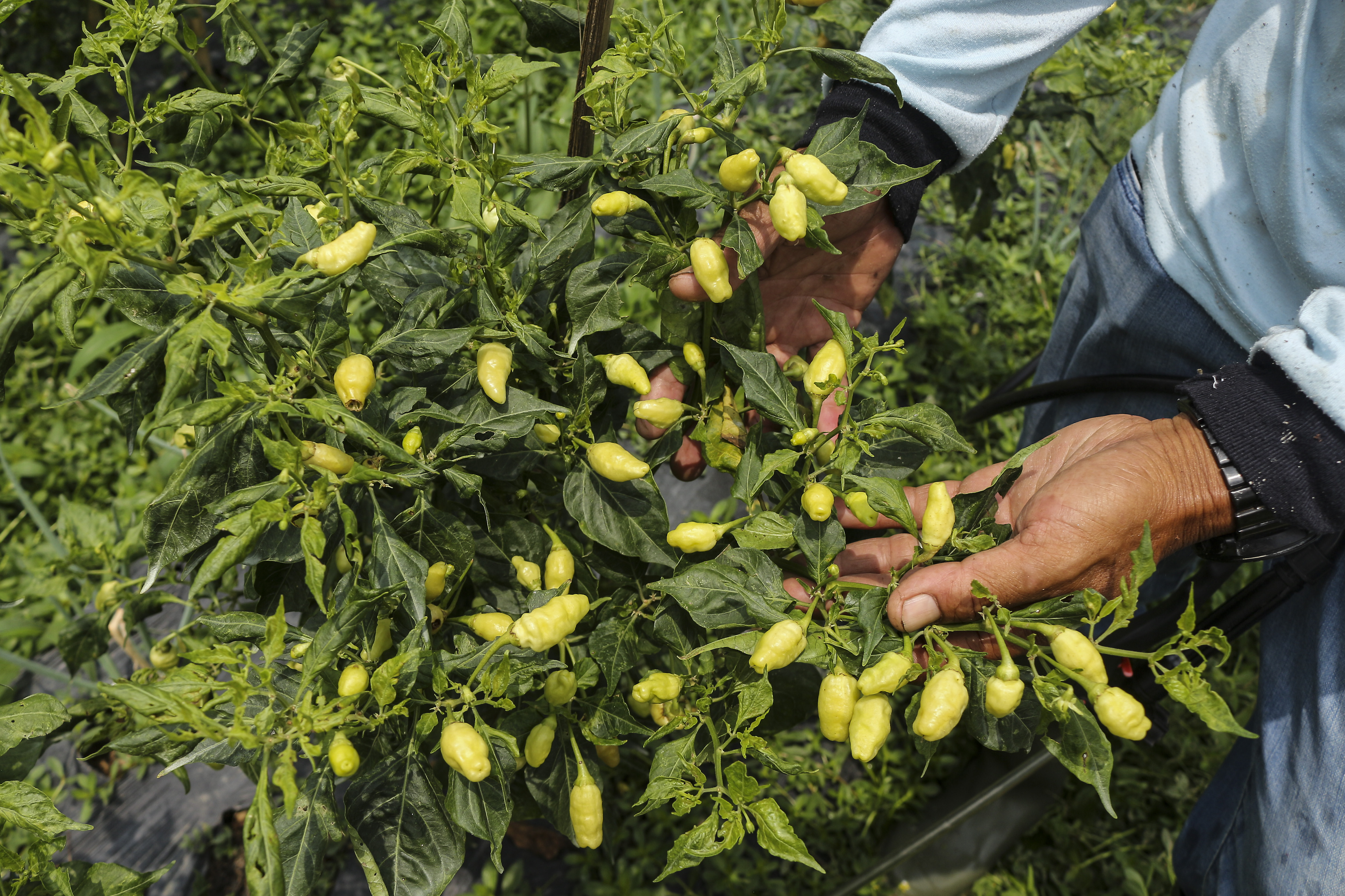 Penanaman cabai di perkotaan menjadi solusi sempitnya lahan pertanian