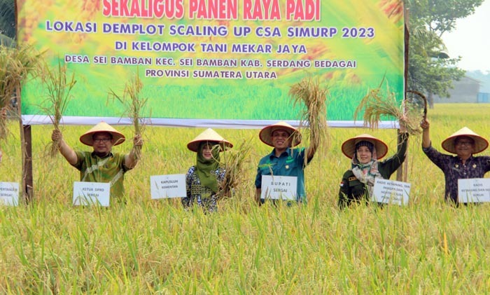 Panen raya merupakan puncak Farmers Field Day [FFD] yang digelar SIMURP di Serdang Bedagai, Sumatra Utara.
