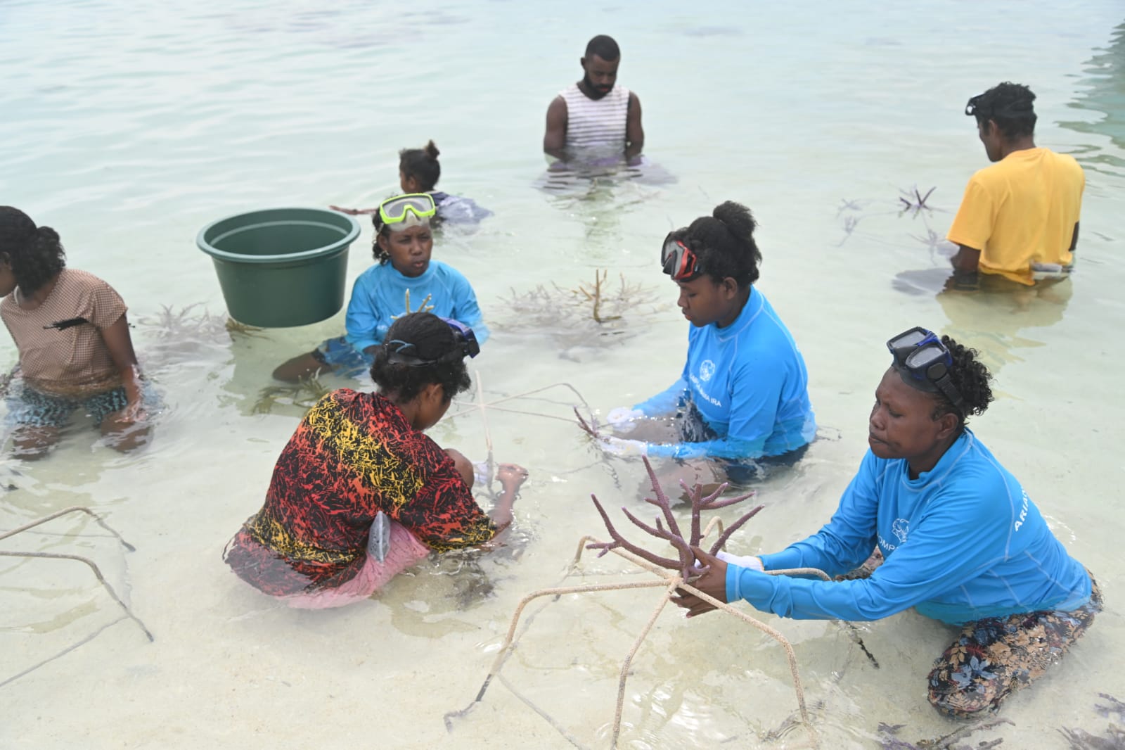 Kegiatan transpalansi terumbu karang yang didukung PTT.